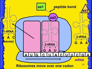 mRNA A U G C U A C U U C G 1-tRNA 2-tRNA U A C G aa1 aa2 A U A peptide bond Ribosomes move over one codon (leaves) 3-tRNA G A A aa3 