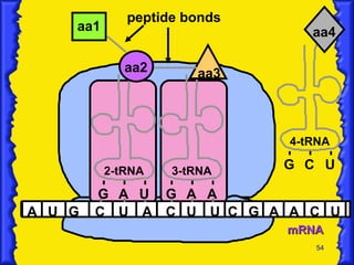mRNA A U G C U A C U U C G 2-tRNA G aa1 aa2 A U A peptide bonds 3-tRNA G A A aa3 A C U 4-tRNA G C U aa4 