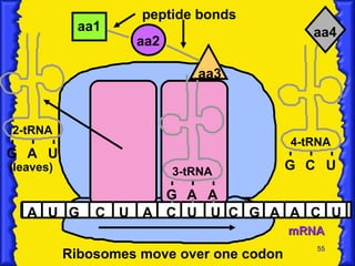 mRNA A U G C U A C U U C G 2-tRNA G aa1 aa2 A U A peptide bonds 3-tRNA G A A aa3 A C U (leaves) Ribosomes move over one codon 4-tRNA G C U aa4 