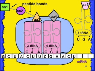 mRNA G C U A C U U C G aa1 aa2 A peptide bonds 3-tRNA G A A aa3 4-tRNA G C U aa4 A C U U G A 5-tRNA aa5 