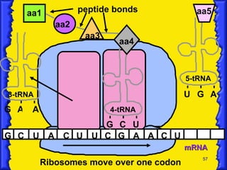 mRNA G C U A C U U C G aa1 aa2 A peptide bonds 3-tRNA G A A aa3 4-tRNA G C U aa4 A C U Ribosomes move over one codon U G A 5-tRNA aa5 