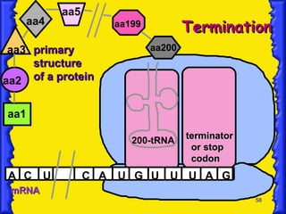 mRNA A C A U G U aa1 aa2 U primary structure of a protein aa3 200-tRNA aa4 U A G aa5 C U aa200 aa199 terminator or stop codon Termination 
