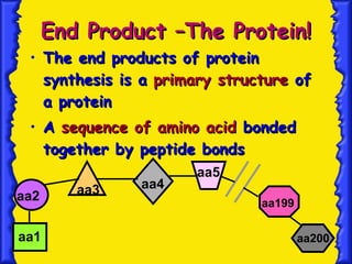 End Product –The Protein! The end products of protein synthesis is a  primary structure  of a protein A  sequence of amino acid  bonded together by peptide bonds aa1 aa2 aa3 aa4 aa5 aa200 aa199 