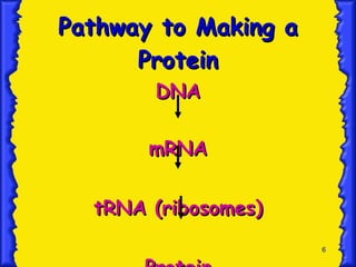 Pathway to Making a Protein DNA mRNA tRNA (ribosomes) Protein 