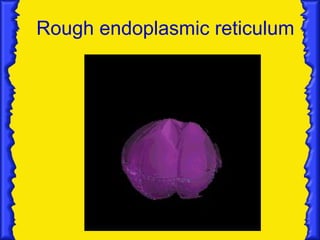 Rough endoplasmic reticulum 