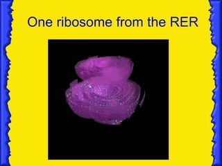 One ribosome from the RER 