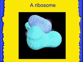 A ribosome 