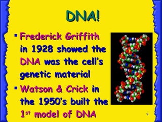 DNA! Frederick Griffith  in 1928 showed the  DNA  was the cell’s genetic material Watson & Crick  in the 1950’s built the  1 st  model of DNA 