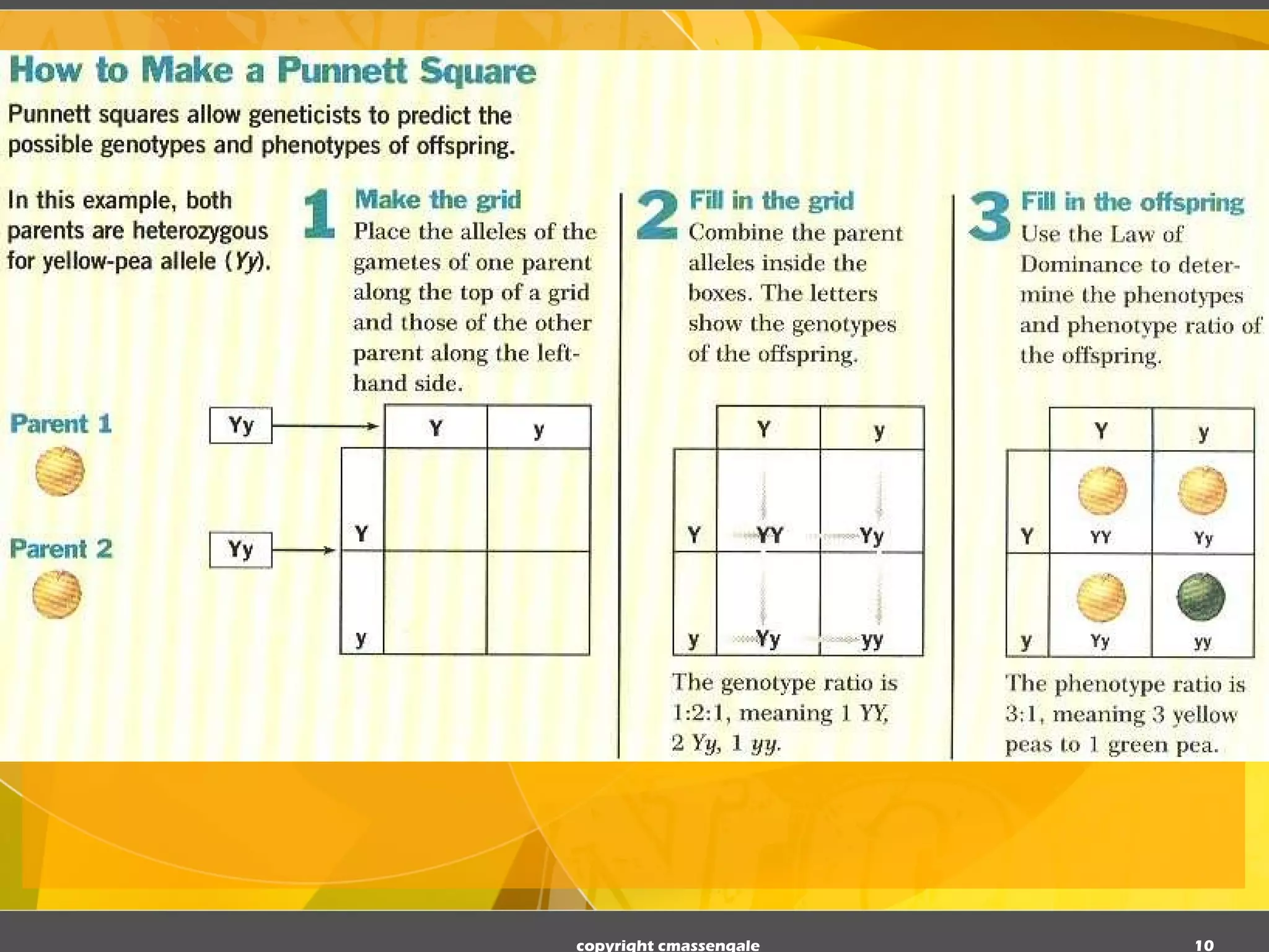 copyright cmassengale 