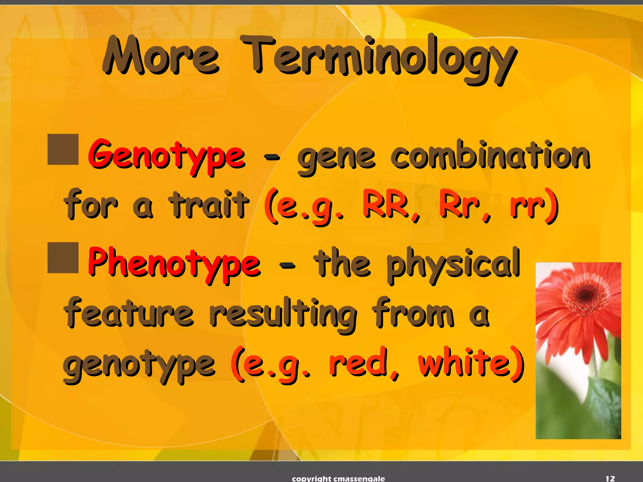 More Terminology Genotype  -  gene combination for a trait   (e.g. RR, Rr, rr)  Phenotype  -  the physical feature resulting from a genotype   (e.g. red, white)  copyright cmassengale 
