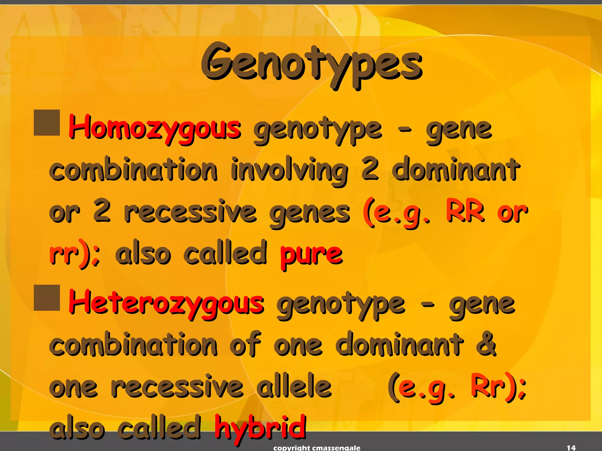 Genotypes Homozygous   genotype - gene combination involving 2 dominant or 2 recessive genes  (e.g. RR or rr);  also called   pure    Heterozygous   genotype - gene combination of one dominant & one recessive allele    ( e.g. Rr);  also called   hybrid copyright cmassengale 