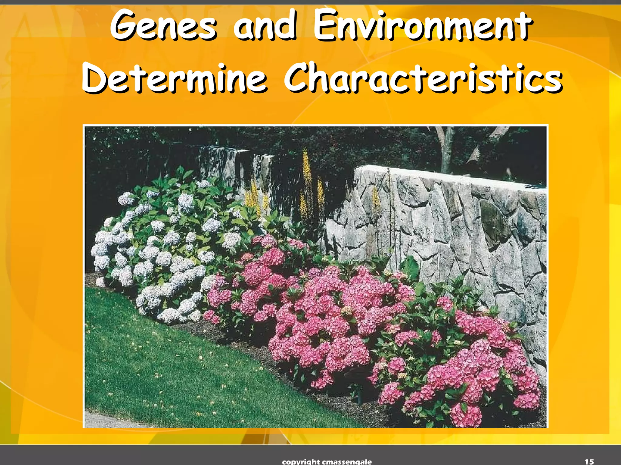 Genes and Environment Determine Characteristics copyright cmassengale 