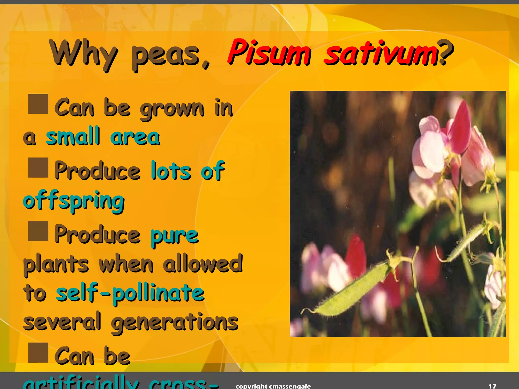 Why peas,   Pisum sativum ? Can be grown in a  small area   Produce  lots of offspring  Produce  pure  plants when allowed to  self-pollinate  several generations  Can be  artificially cross-pollinated   copyright cmassengale 