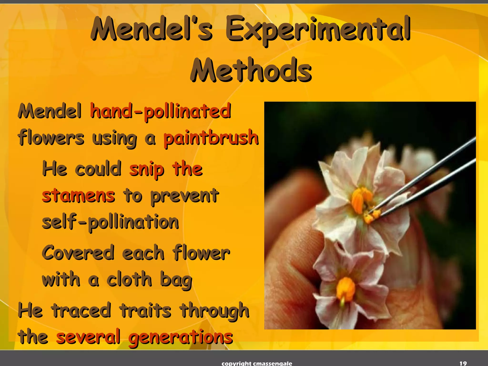 Mendel’s Experimental Methods Mendel  hand-pollinated  flowers using a  paintbrush He could  snip the stamens  to prevent self-pollination Covered each flower with a cloth bag He traced traits through the  several generations copyright cmassengale 