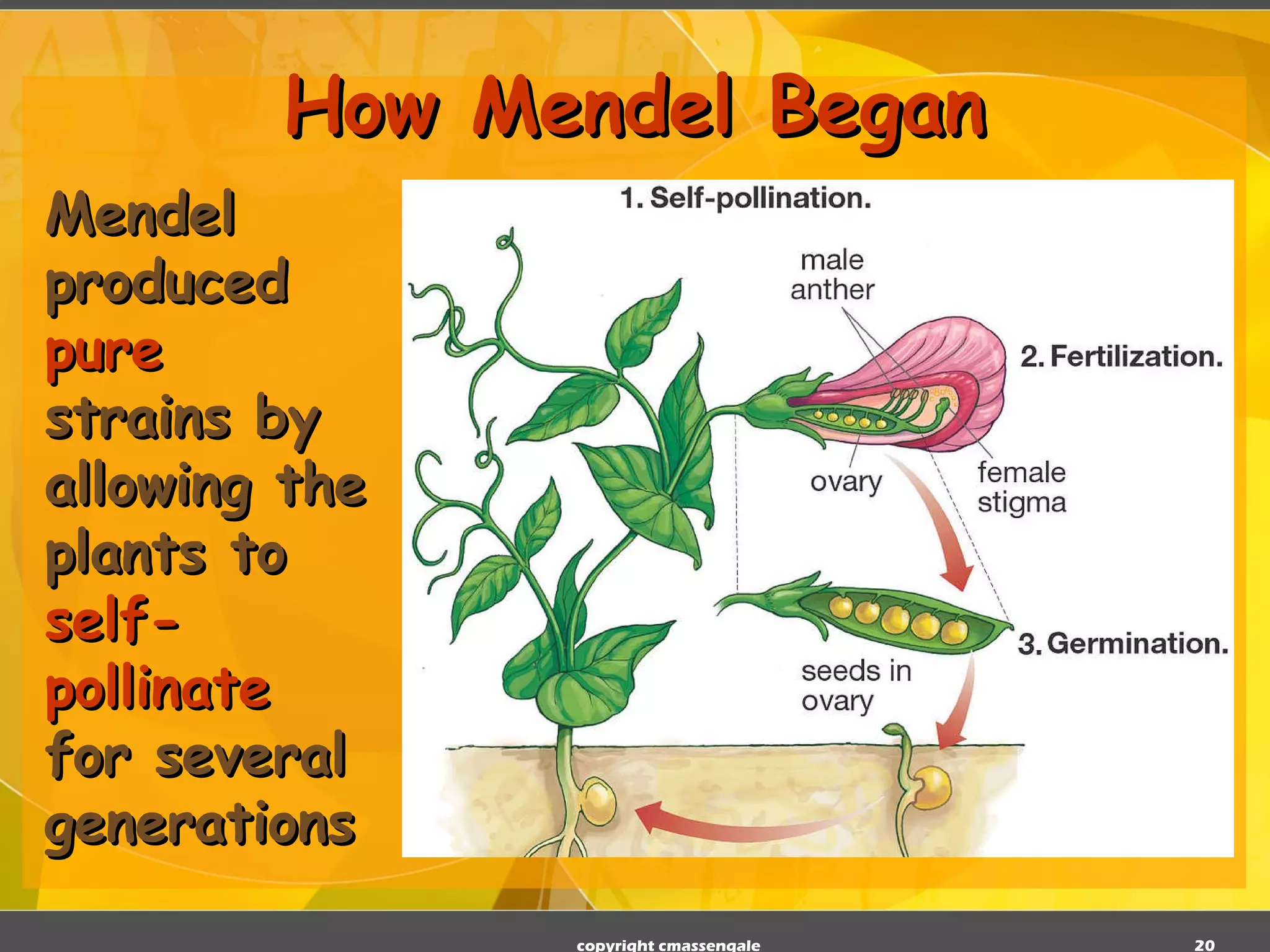 How Mendel Began Mendel produced  pure  strains by allowing the plants to  self-pollinate  for several generations copyright cmassengale 