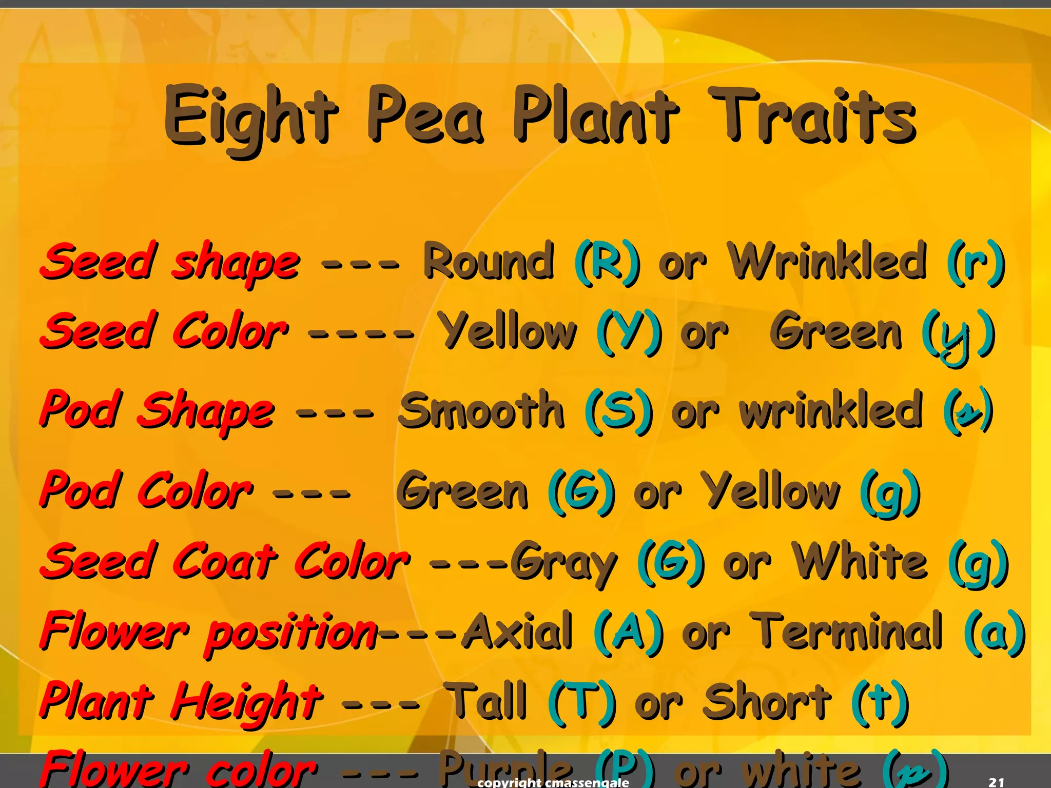 Eight Pea Plant Traits Seed shape   --- Round  (R)  or Wrinkled  (r) Seed Color   ---- Yellow  (Y)  or  Green  ( y ) Pod Shape   --- Smooth  (S)  or wrinkled  ( s ) Pod Color   ---  Green  (G)  or Yellow  (g) Seed Coat Color   ---Gray  (G)  or White  (g) Flower position ---Axial  (A)  or Terminal  (a) Plant Height   --- Tall  (T)  or Short  (t) Flower color  ---  Purple  (P)  or white  ( p ) copyright cmassengale 