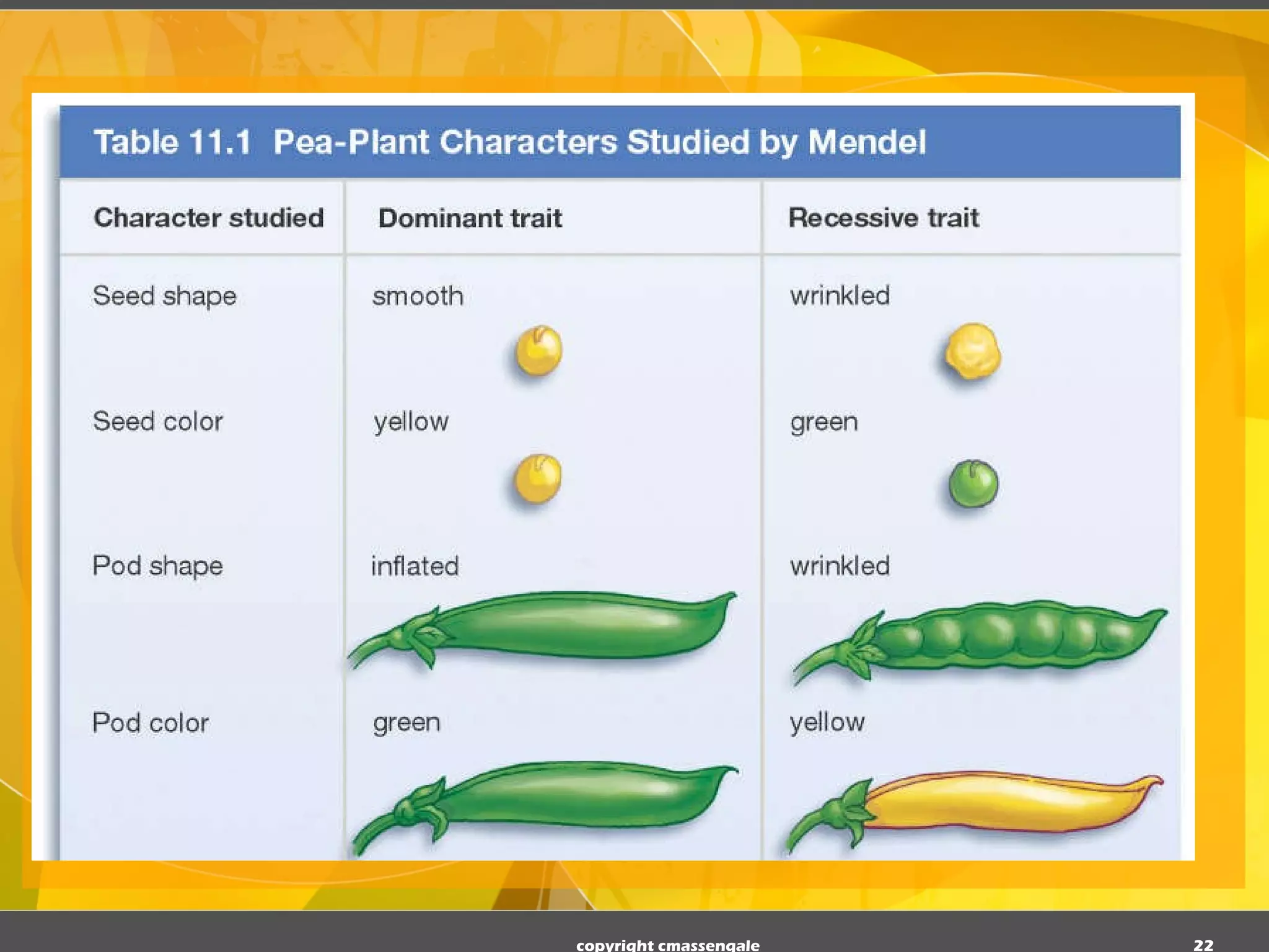 copyright cmassengale 