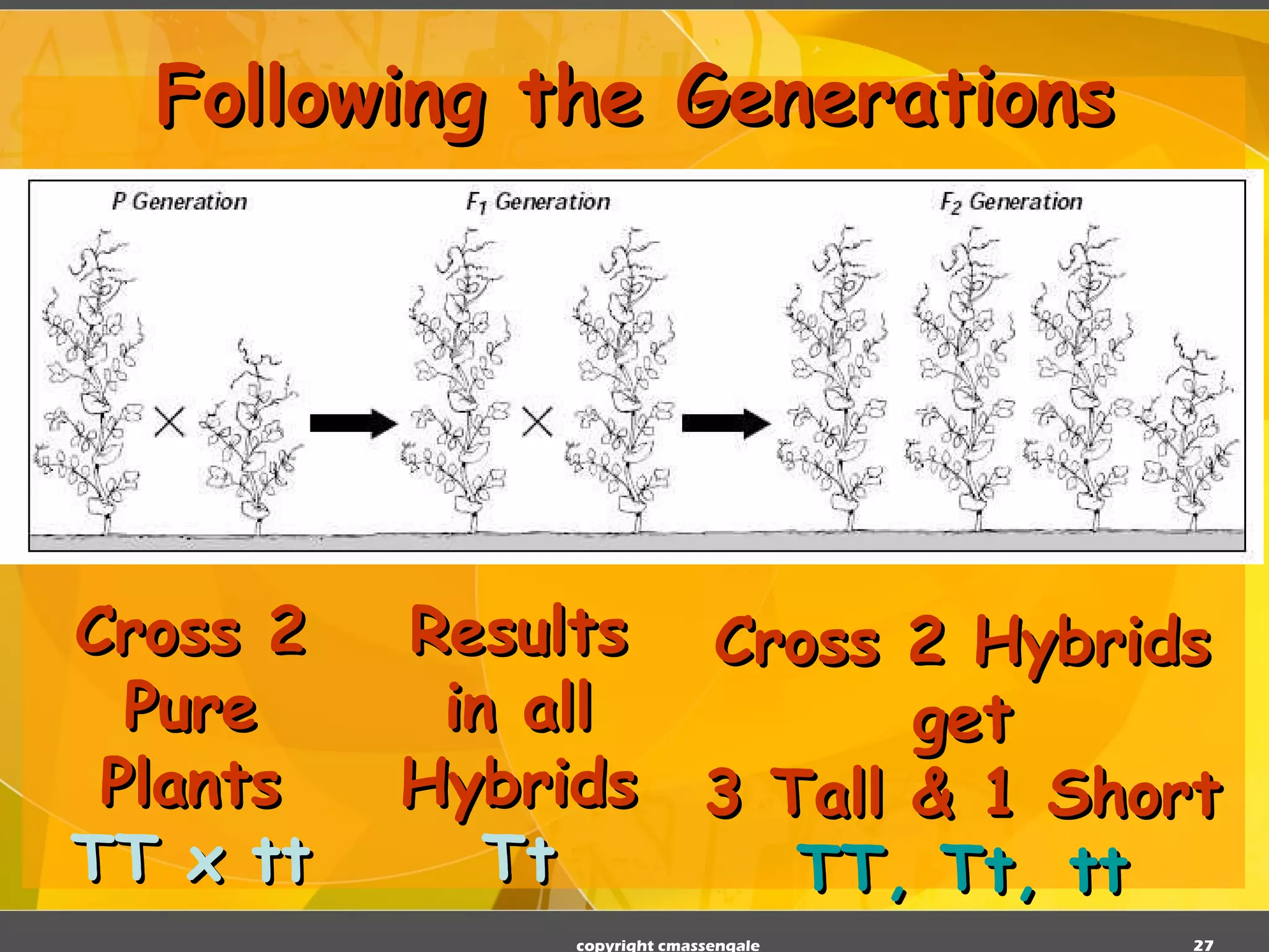 Following the Generations Cross 2 Pure Plants TT x tt Results in all Hybrids Tt Cross 2 Hybrids get 3 Tall & 1 Short TT, Tt, tt copyright cmassengale 