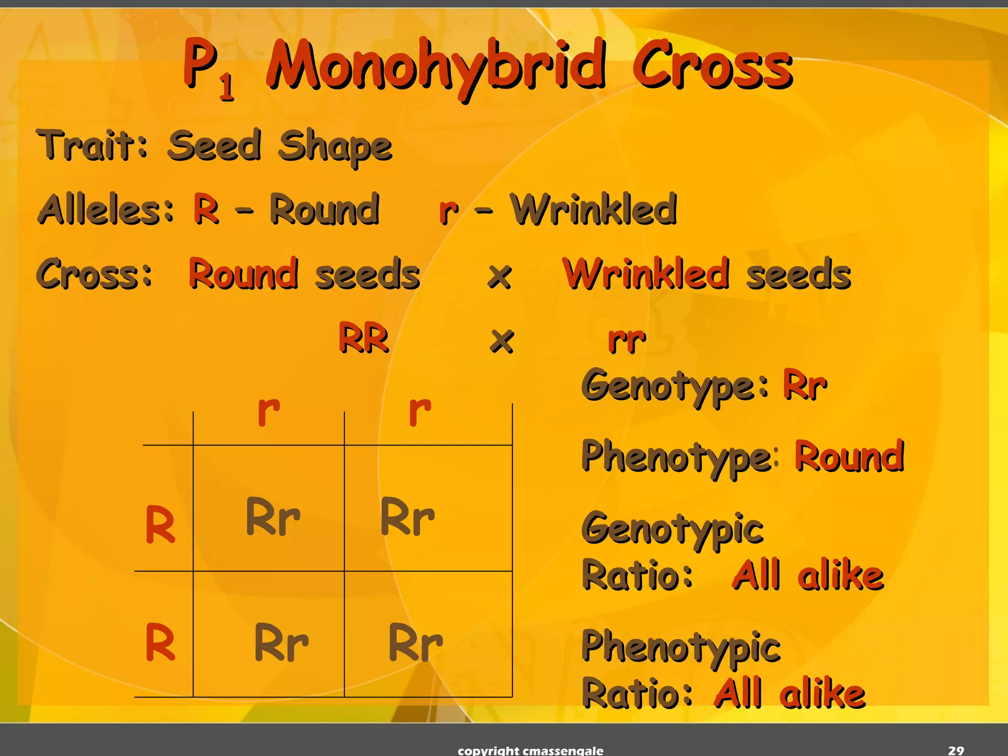 Trait: Seed Shape Alleles:  R  – Round r  – Wrinkled Cross:  Round   seeds   x   Wrinkled  seeds RR   x   rr P 1  Monohybrid Cross R R r r Rr Rr Rr Rr Genotype:   Rr Phenotype :   Round Genotypic Ratio:   All alike Phenotypic Ratio:  All alike copyright cmassengale 