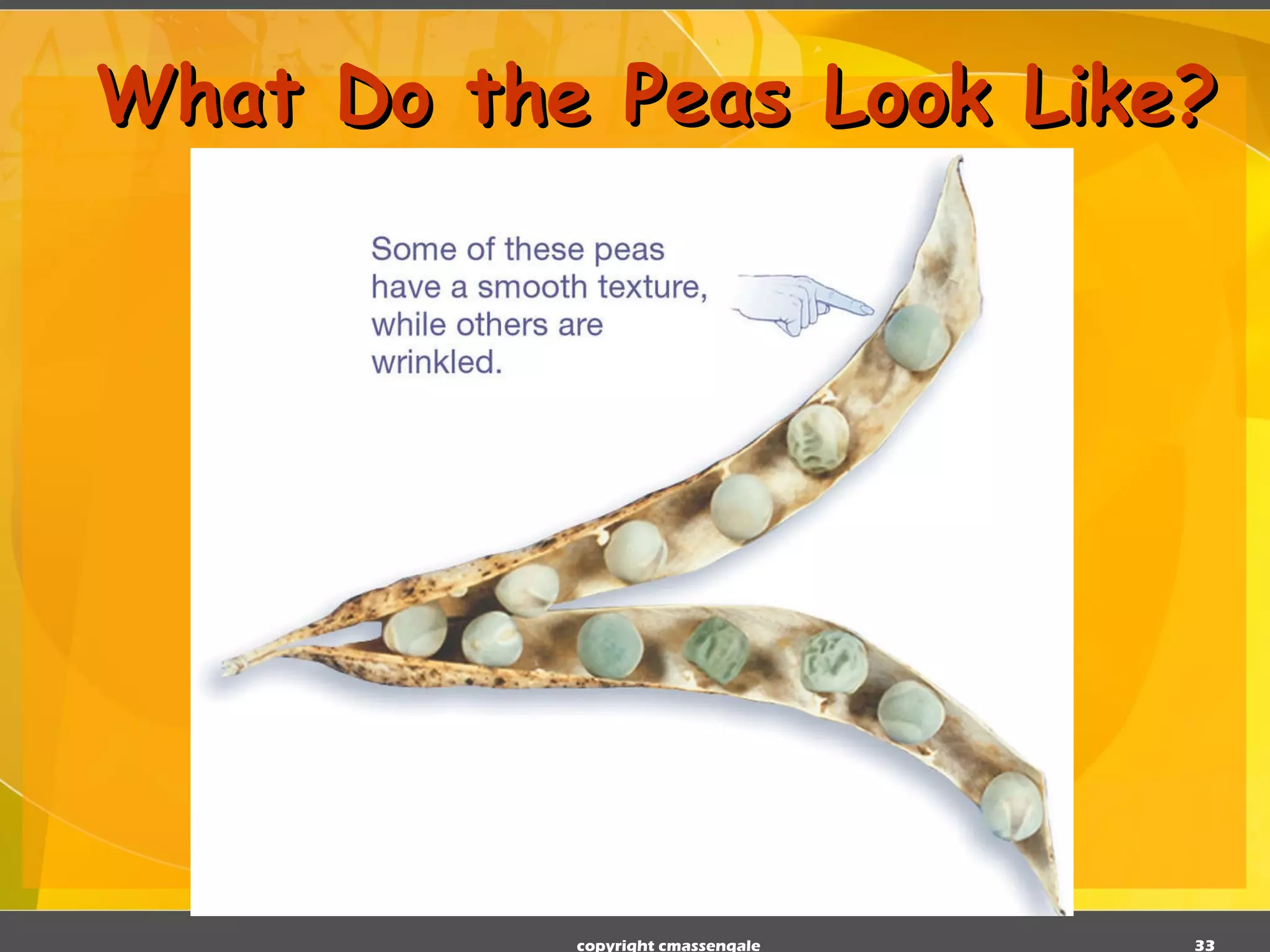 What Do the Peas Look Like? copyright cmassengale 