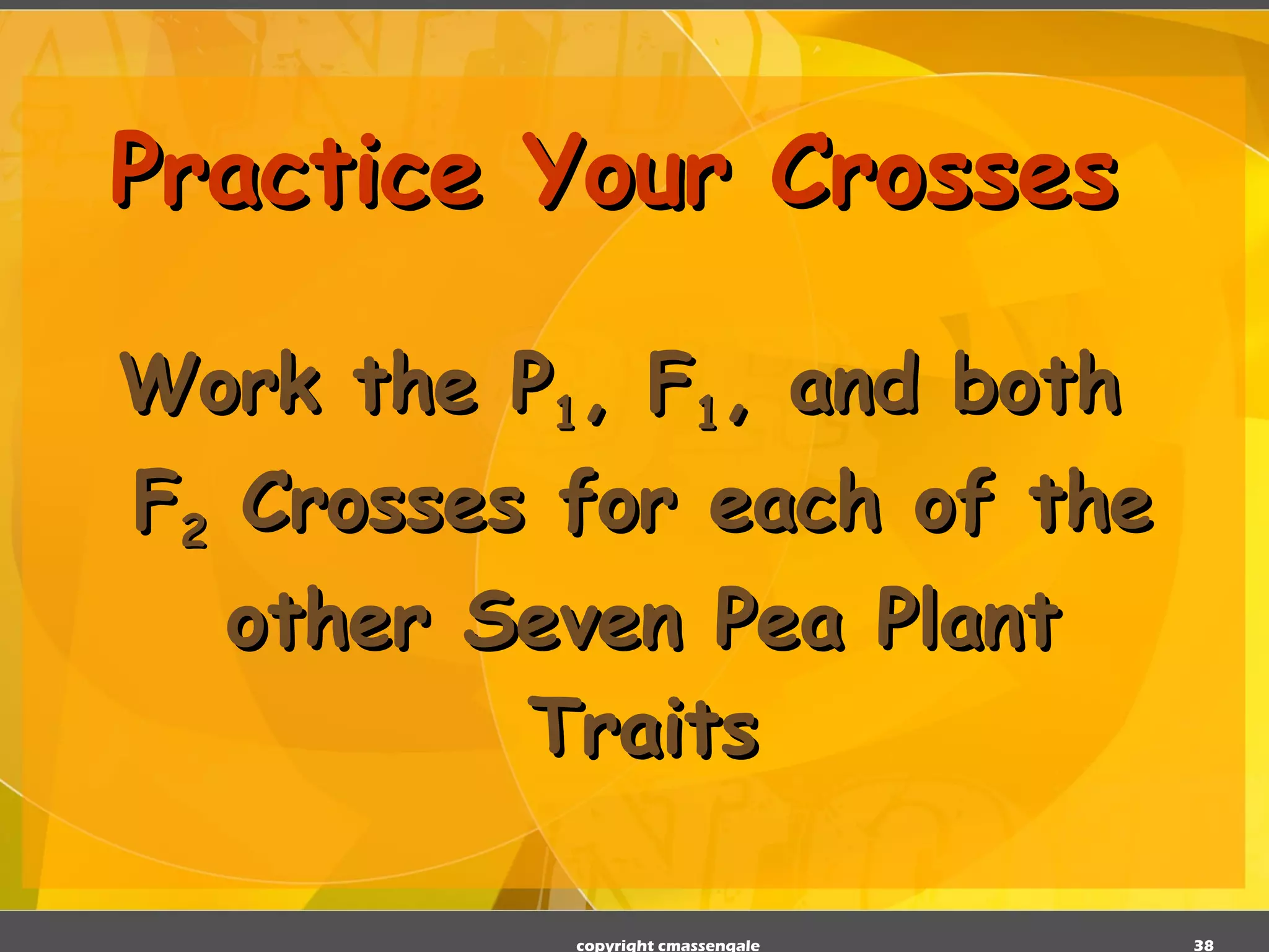 Practice Your Crosses Work the P 1 , F 1 , and both F 2  Crosses for each of the other Seven Pea Plant Traits copyright cmassengale 