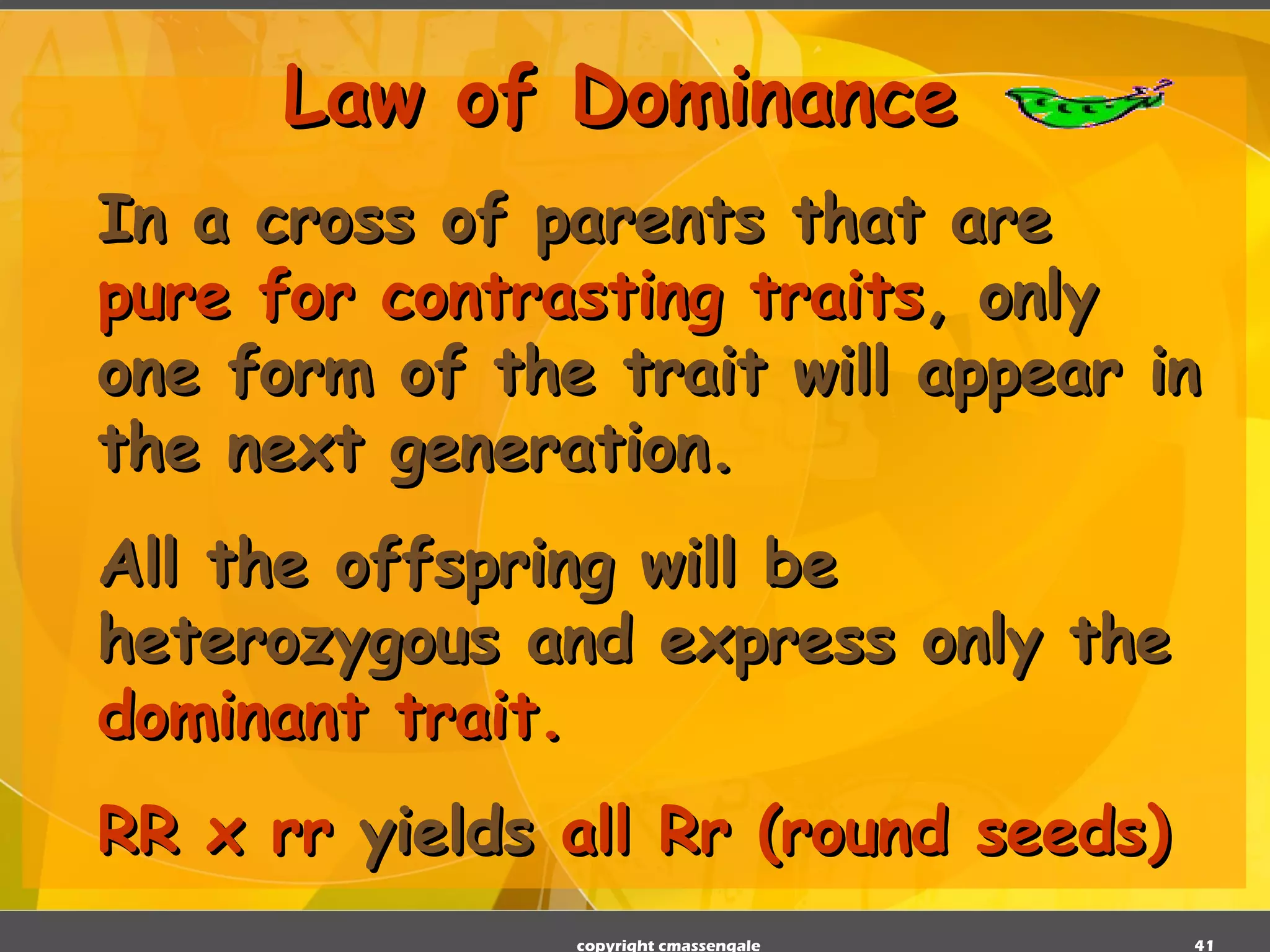 Law of Dominance   In a cross of parents that are  pure for contrasting traits , only one form of the trait will appear in the next generation. All the offspring will be heterozygous and express only the  dominant trait. RR x rr  yields  all Rr (round seeds) copyright cmassengale 