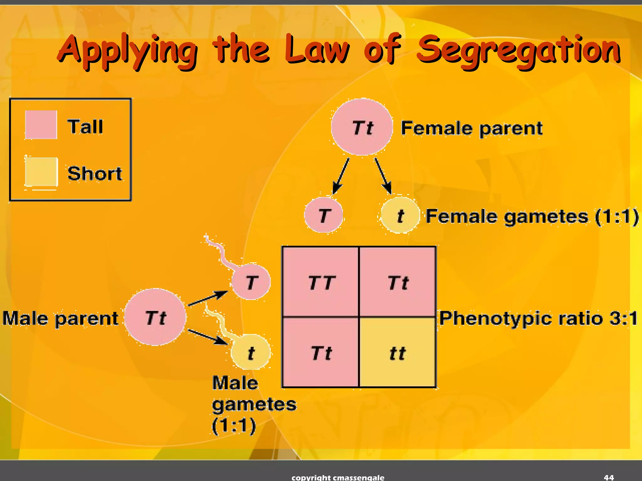 Applying the Law of Segregation copyright cmassengale 