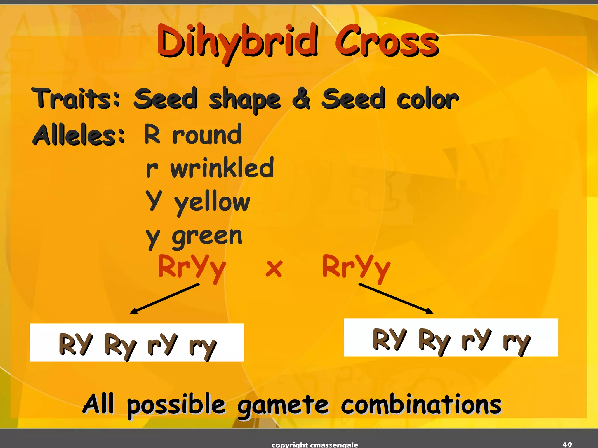 Dihybrid Cross Traits: Seed shape & Seed color Alleles:   R round   r wrinkled   Y yellow   y green   RrYy  x  RrYy RY Ry rY ry RY Ry rY ry All possible gamete combinations copyright cmassengale 