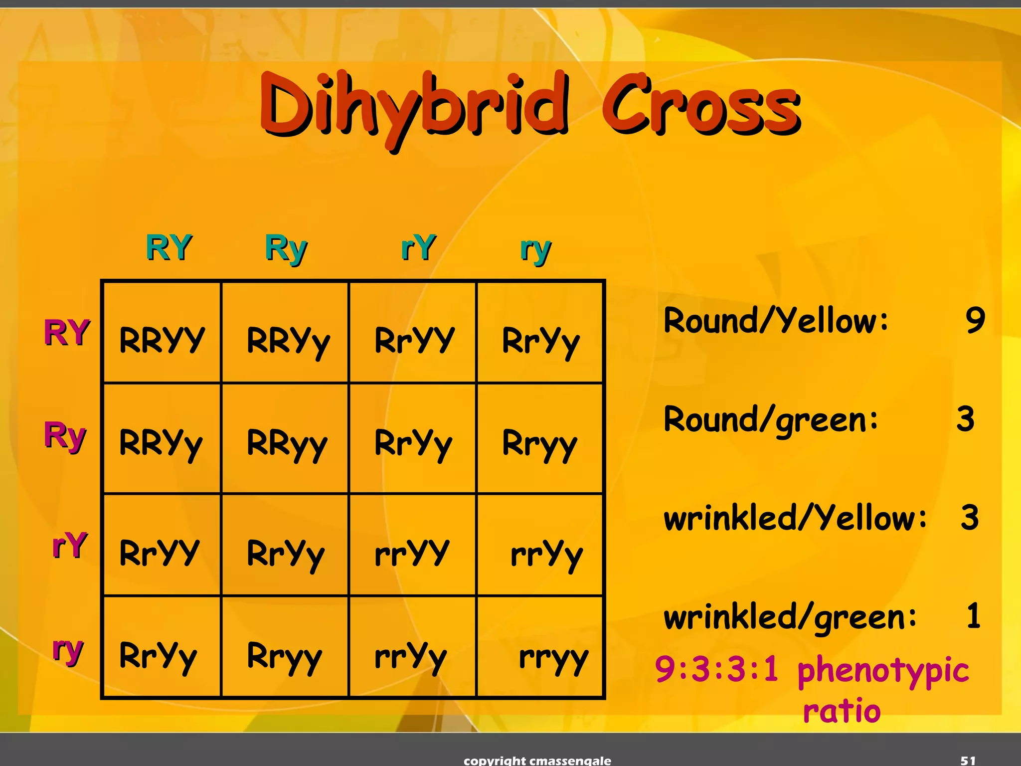 Dihybrid Cross copyright cmassengale RRYY RRYy RrYY RrYy RRYy RRyy RrYy Rryy RrYY RrYy rrYY rrYy RrYy Rryy rrYy rryy Round/Yellow:  9 Round/green:  3 wrinkled/Yellow:  3 wrinkled/green:  1 9:3:3:1 phenotypic   ratio RY Ry rY ry RY Ry rY ry 