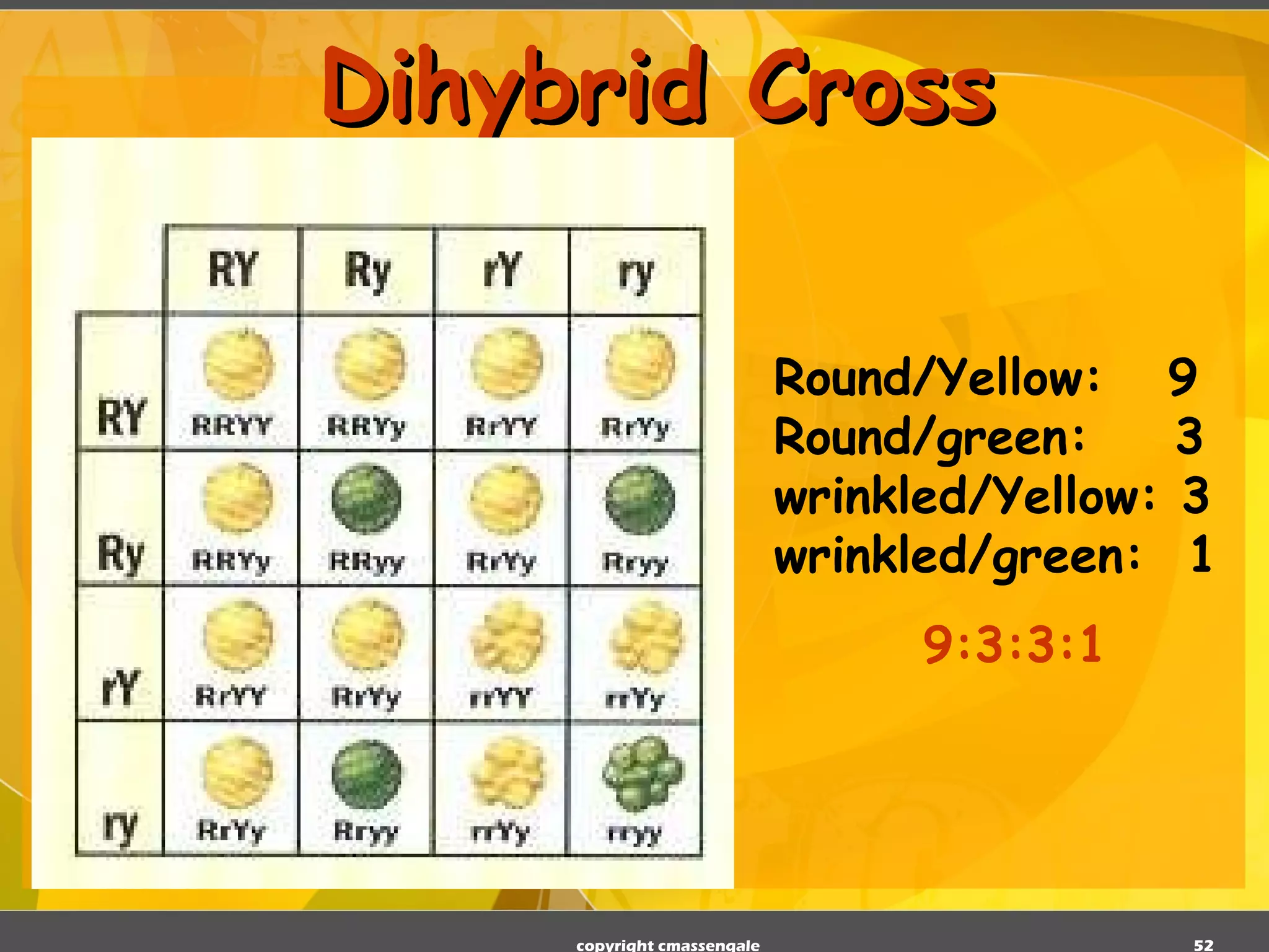 Dihybrid Cross Round/Yellow:  9 Round/green:  3 wrinkled/Yellow: 3 wrinkled/green:  1 9:3:3:1 copyright cmassengale 
