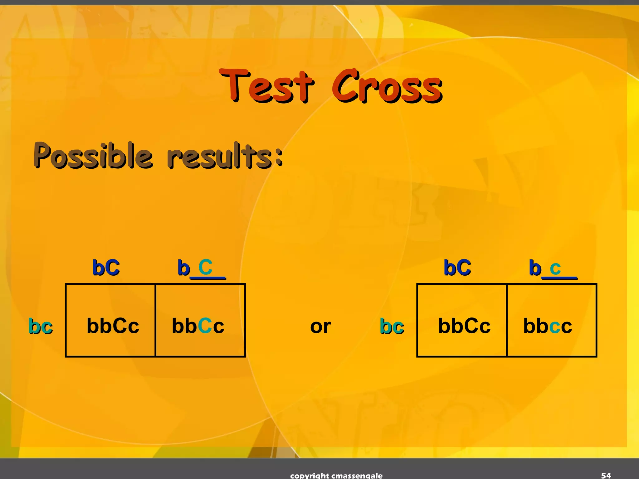 Test Cross Possible results: copyright cmassengale bC b___ bc bbCc bb C c C bC b___ bc bbCc bb c c or c 