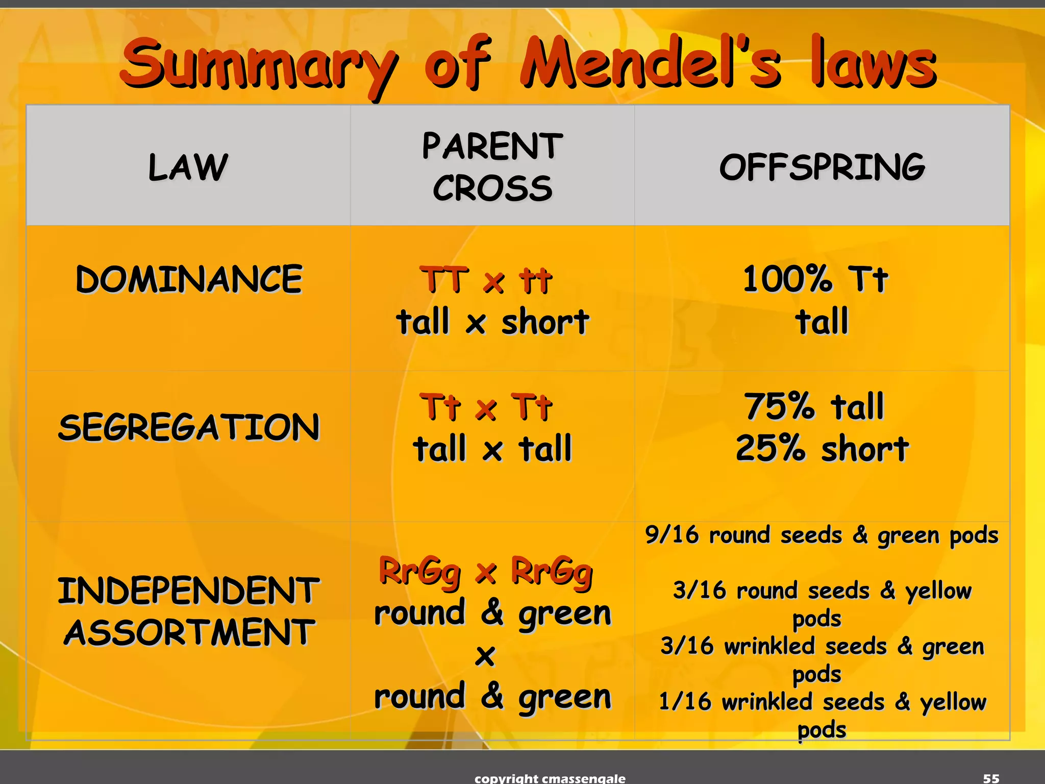 Summary of Mendel’s laws copyright cmassengale LAW PARENT CROSS OFFSPRING DOMINANCE TT x tt   tall x short 100% Tt  tall SEGREGATION Tt x Tt   tall x tall 75% tall  25% short INDEPENDENT ASSORTMENT RrGg x RrGg   round & green x  round & green 9/16 round seeds & green pods  3/16 round seeds & yellow pods  3/16 wrinkled seeds & green pods  1/16 wrinkled seeds & yellow pods 