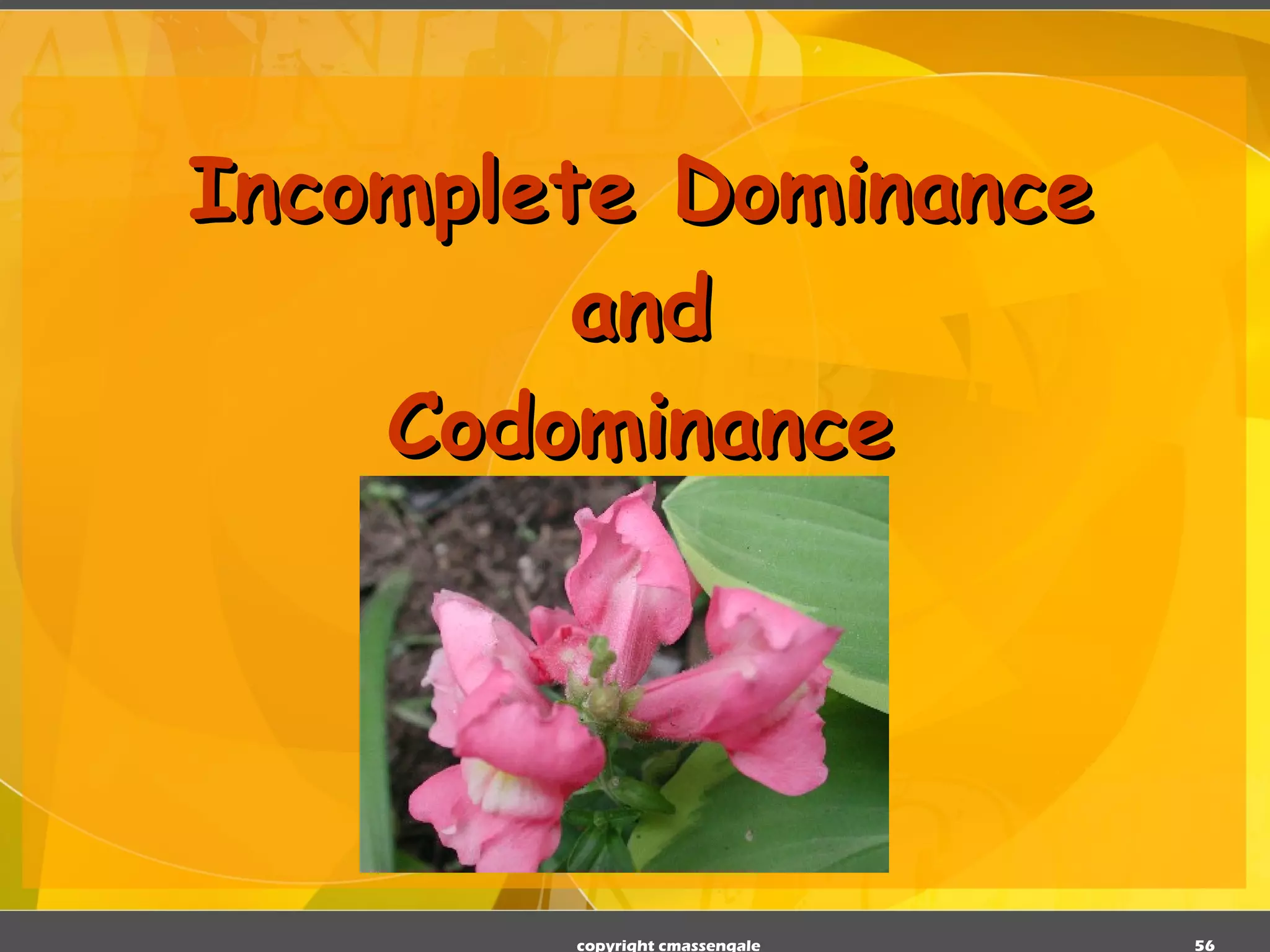Incomplete Dominance and Codominance copyright cmassengale 