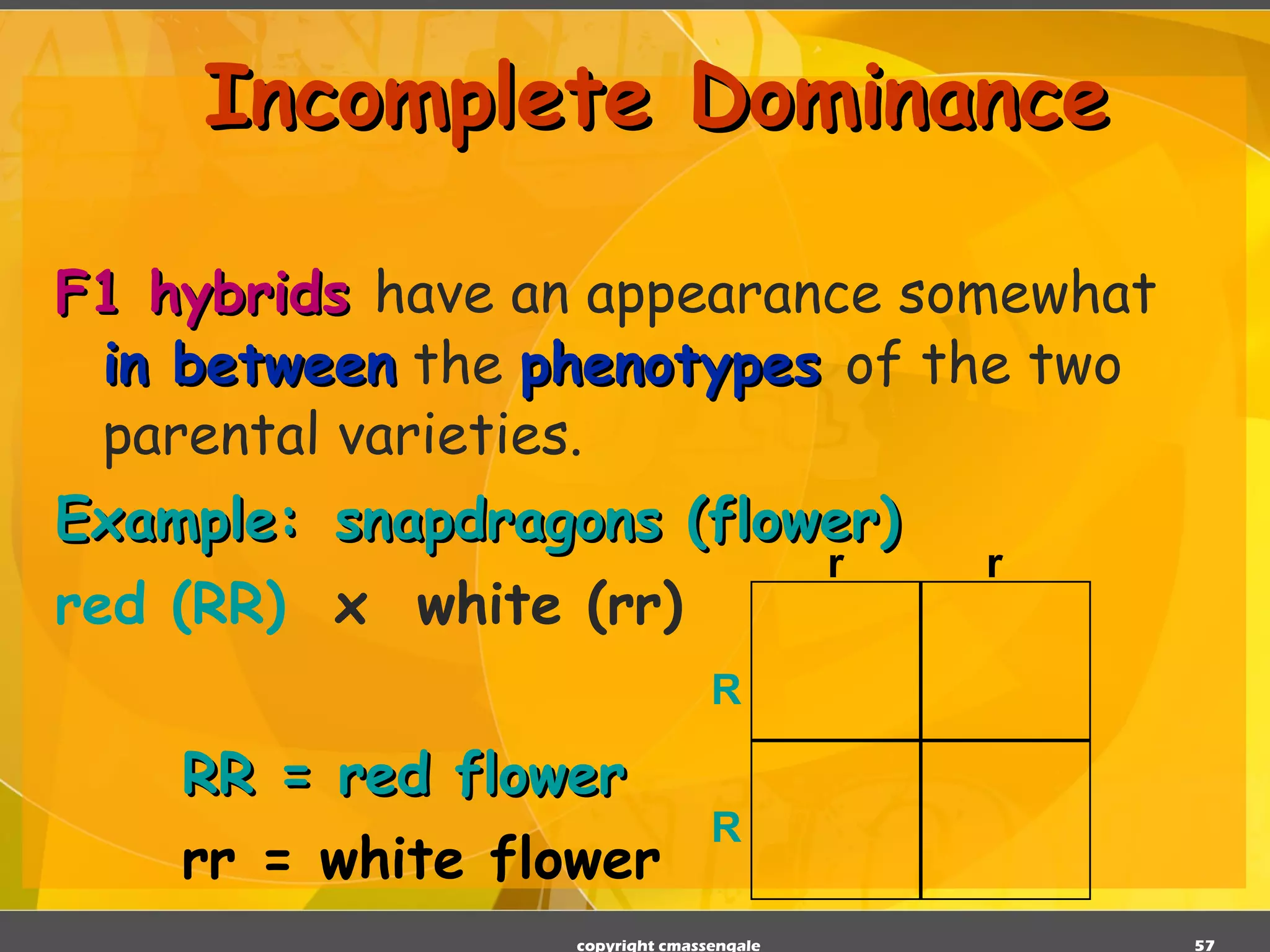 Incomplete Dominance F1 hybrids  have an appearance somewhat  in between  the  phenotypes  of the two parental varieties. Example:   snapdragons (flower) red (RR)  x  white (rr) RR = red flower rr = white flower copyright cmassengale R R r r 