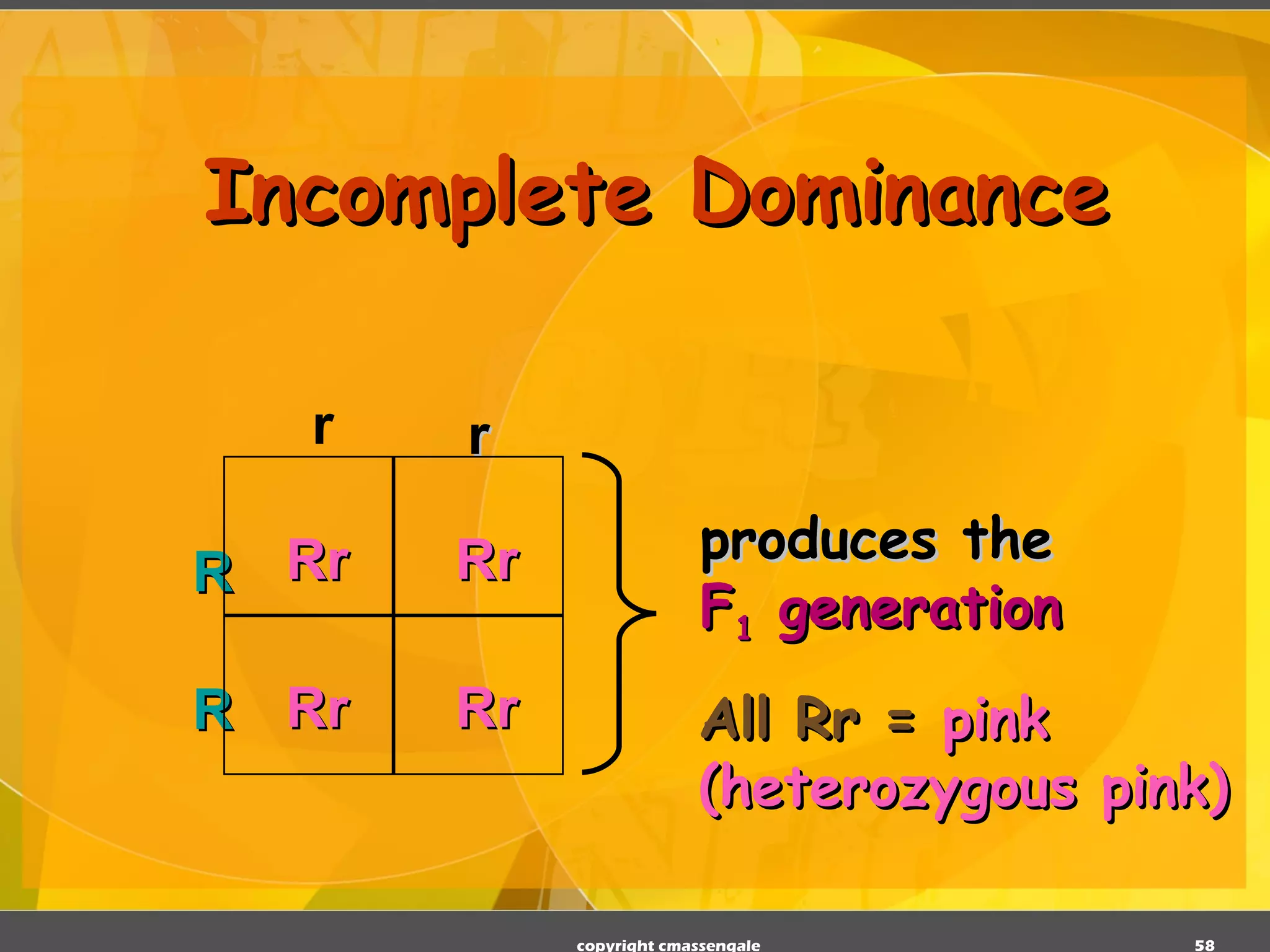 Incomplete Dominance r copyright cmassengale Rr Rr Rr Rr R R r All Rr =  pink (heterozygous pink) produces the F 1  generation 