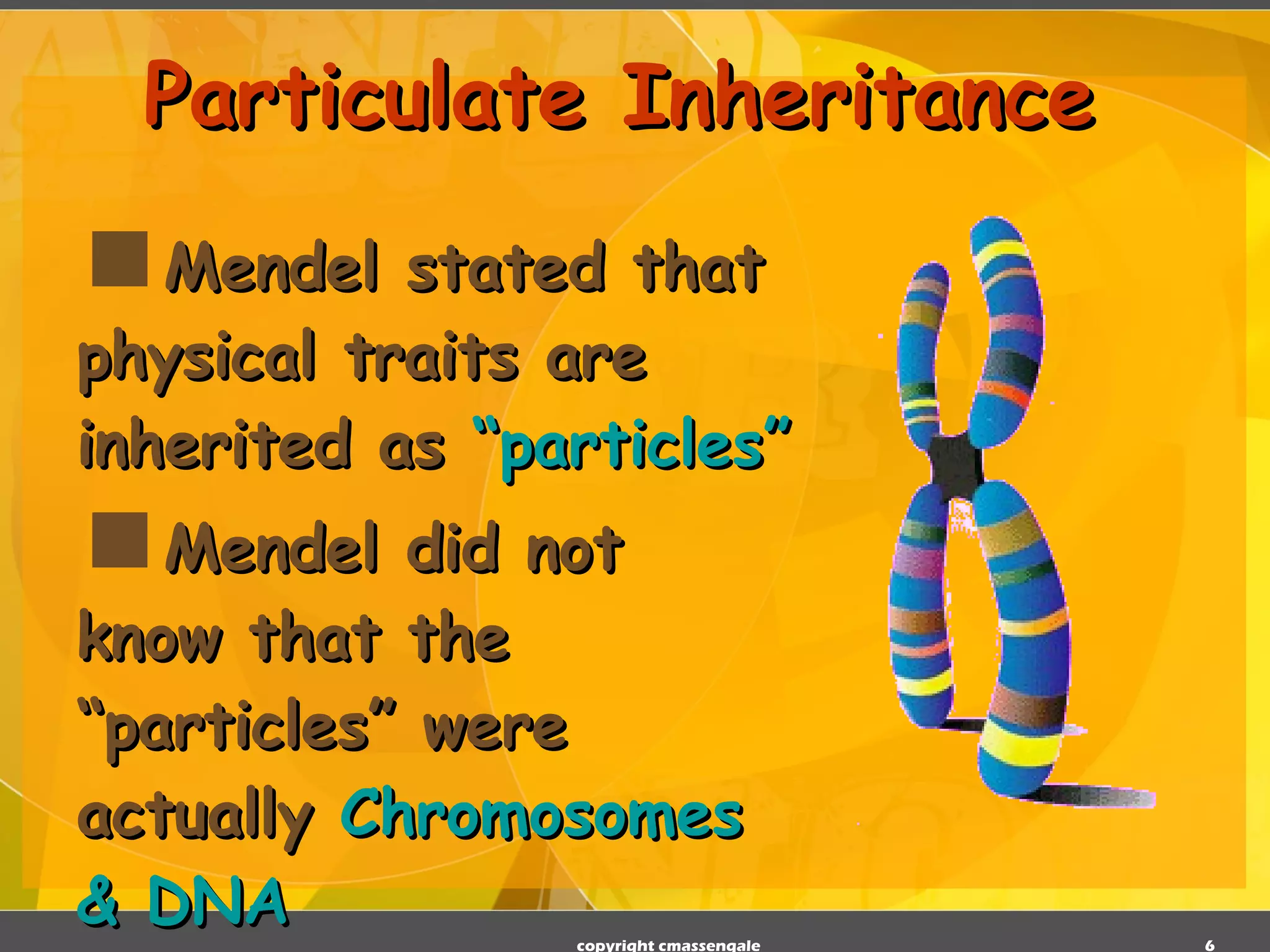 Mendel stated that physical traits are inherited as  “particles” Mendel did not know that the “particles” were actually  Chromosomes & DNA Particulate Inheritance copyright cmassengale 