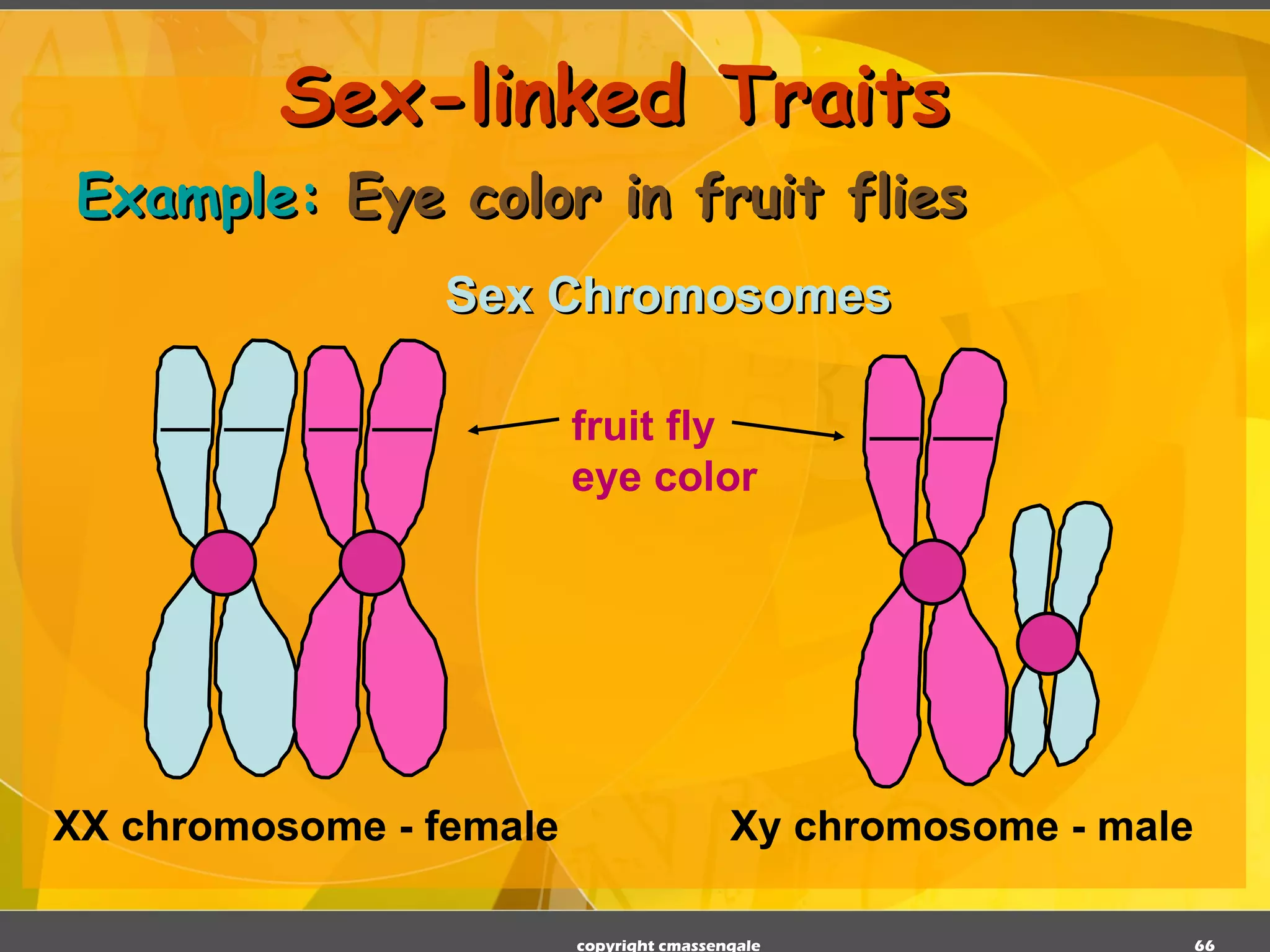 Sex-linked Traits Sex Chromosomes Example:  Eye color in fruit flies copyright cmassengale XX chromosome - female Xy chromosome - male fruit fly eye color 