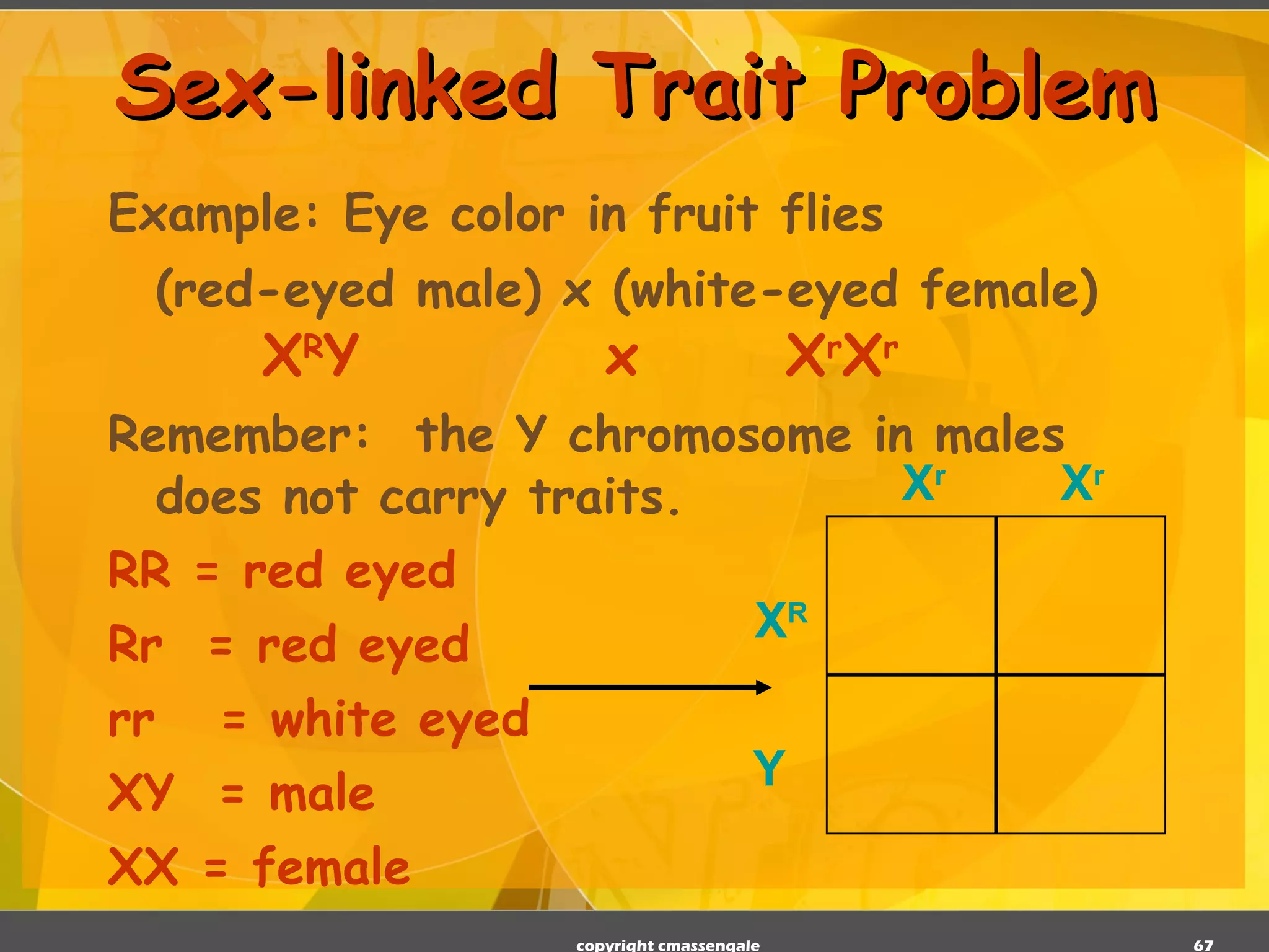 Sex-linked Trait Problem Example: Eye color in fruit flies (red-eyed male) x (white-eyed female)   X R Y  x  X r X r Remember:  the Y chromosome in males does not carry traits. RR = red eyed Rr  = red eyed rr  = white eyed XY  = male XX = female copyright cmassengale X R X r   X r Y 