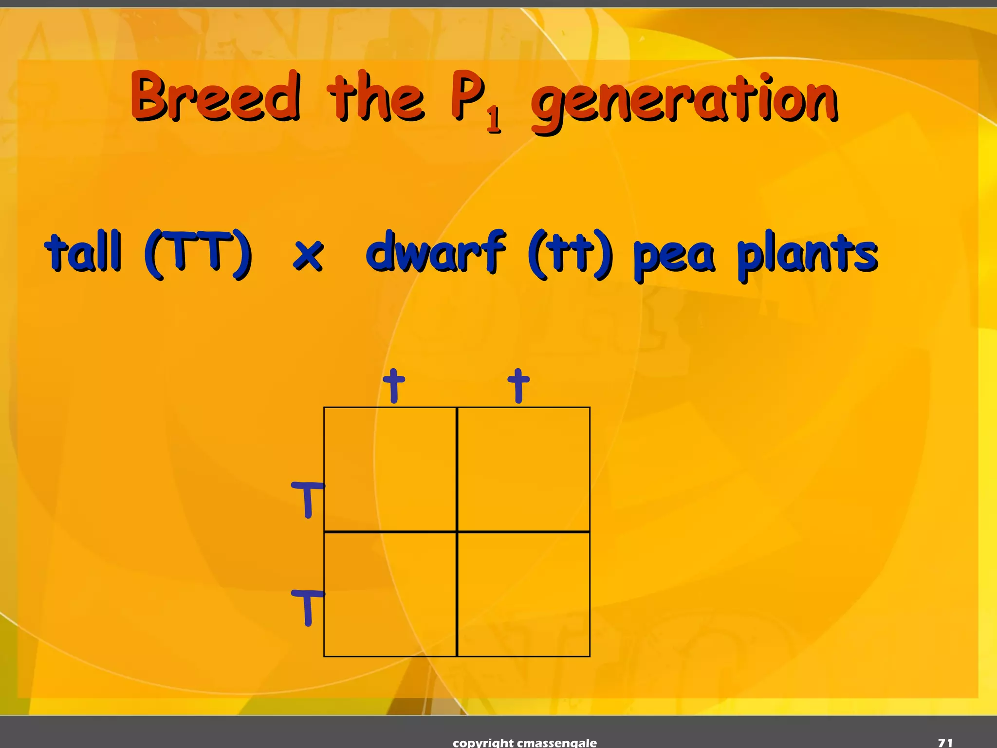 Breed the P 1  generation tall (TT)  x  dwarf (tt) pea plants copyright cmassengale T T t t 