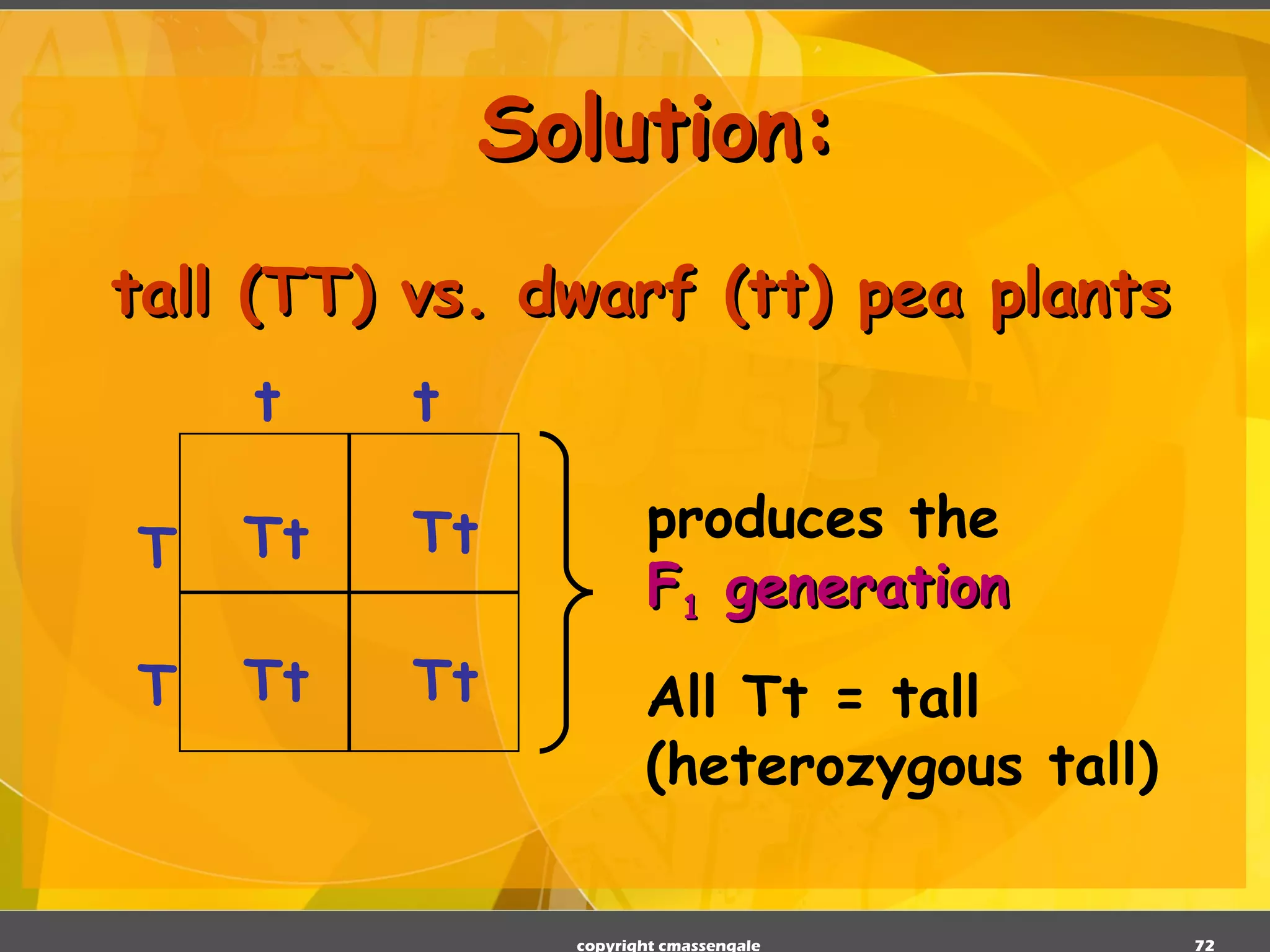 Solution: tall (TT) vs. dwarf (tt) pea plants copyright cmassengale T T t t Tt Tt Tt Tt All Tt = tall (heterozygous tall) produces the F 1  generation 
