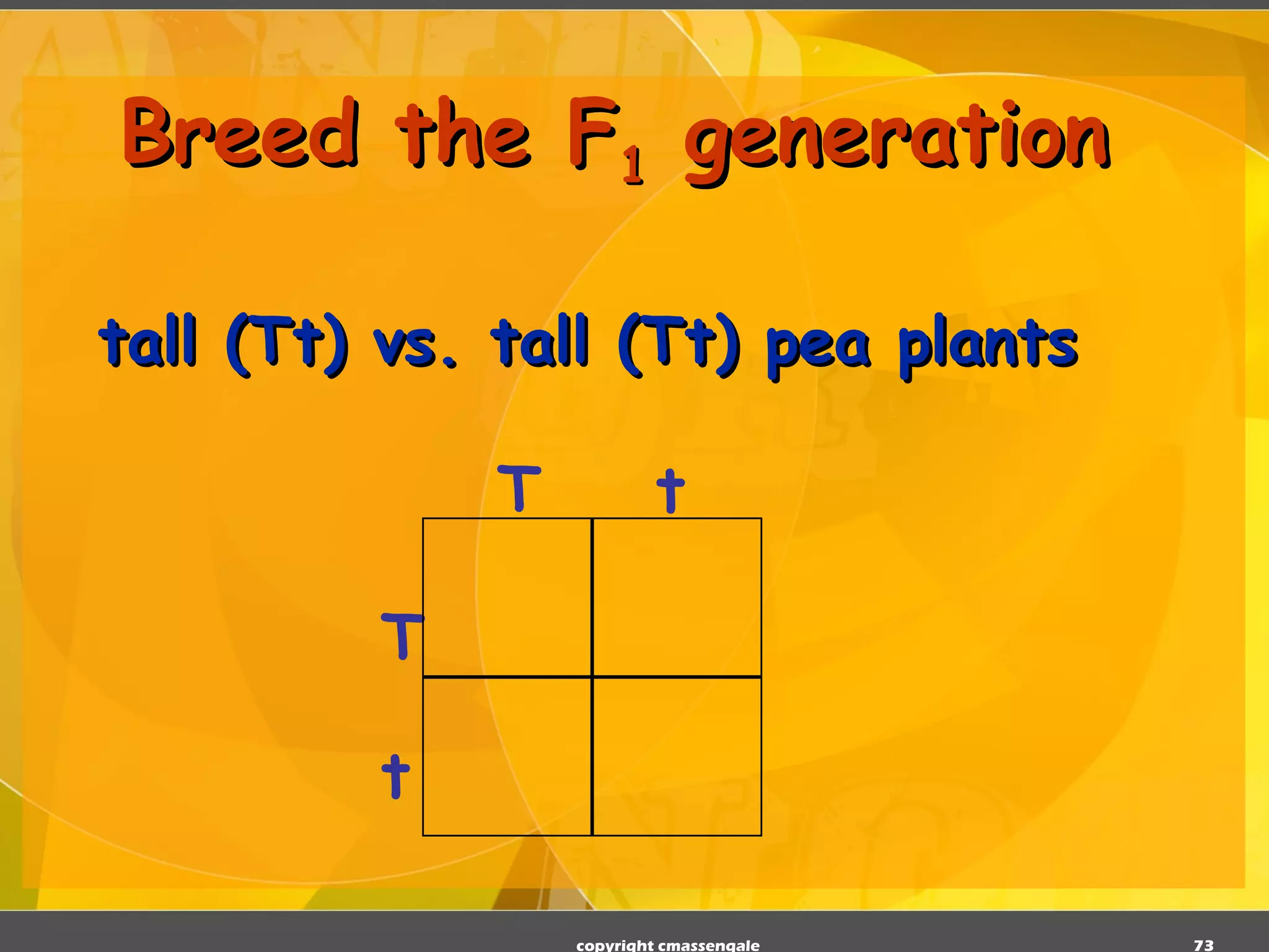Breed the F 1  generation tall (Tt) vs. tall (Tt) pea plants copyright cmassengale T t T t 