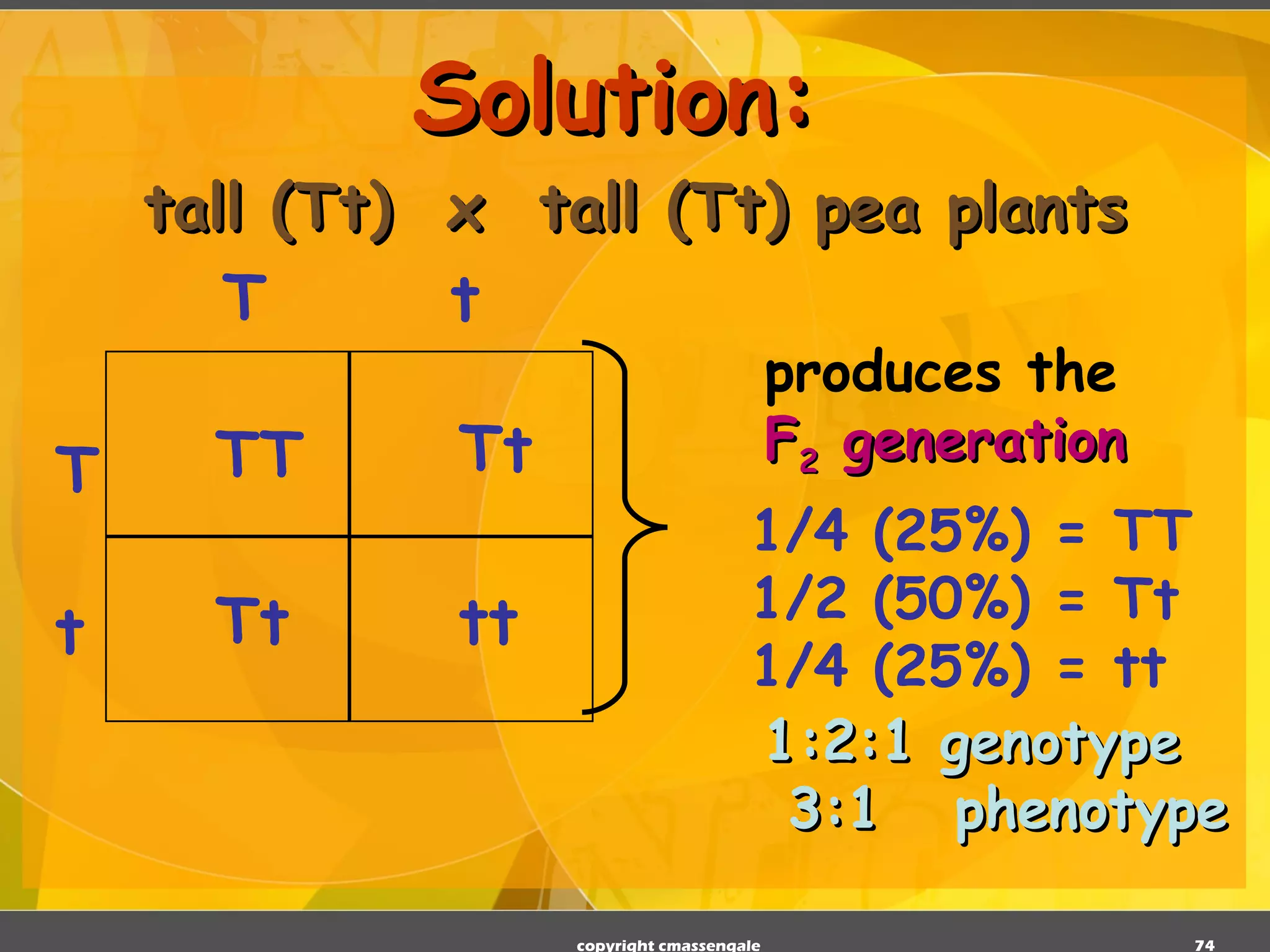 Solution: tall (Tt)  x  tall (Tt) pea plants copyright cmassengale TT Tt Tt tt T t T t produces the F 2  generation 1/4 (25%) = TT 1/2 (50%) = Tt 1/4 (25%) = tt 1:2:1 genotype 3:1  phenotype 