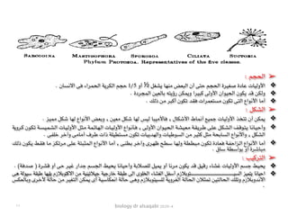 biology dr alsaqabi 2020-4
➢: ‫الحجم‬
❖. ‫االنسان‬ ‫فى‬ ‫الحمراء‬ ‫الكرية‬ ‫حجم‬ 1/5 ‫أو‬ ½ ‫يشغل‬ ‫منها‬ ‫البعض‬ ‫أن‬ ‫حتى‬ ‫الحجم‬ ‫صغيرة‬ ‫عادة‬ ‫األوليات‬
❖. ‫المجردة‬ ‫بالعين‬ ‫رؤيته‬ ‫ويمكن‬ ‫كبيرا‬ ‫األولى‬ ‫الحيوان‬ ‫يكون‬ ‫قد‬ ‫ولكن‬
❖. ‫ذلك‬ ‫من‬ ‫أكبر‬ ‫تكون‬ ‫فقد‬ ‫مستعمرات‬ ‫تكون‬ ‫التى‬ ‫األنواع‬ ‫أما‬
➢: ‫الشكل‬
❖. ‫مميز‬ ‫شكل‬ ‫لها‬ ‫األنواع‬ ‫وبعض‬ , ‫معين‬ ‫شكل‬ ‫لها‬ ‫ليس‬ ‫فاألميبا‬ , ‫األشكال‬ ‫أنماط‬ ‫جميع‬ ‫األوليات‬ ‫تتخذ‬ ‫أن‬ ‫يمكن‬
❖‫ـروية‬‫ـ‬‫ك‬ ‫ـون‬‫ـ‬‫ك‬‫ـ‬‫ـ‬‫ت‬ ‫ـة‬‫ـ‬‫س‬‫ـ‬‫ـ‬‫ي‬‫ـ‬‫ـ‬‫م‬‫ـ‬‫ـ‬‫ش‬‫ـ‬‫ـ‬‫ل‬‫ا‬ ‫ـات‬‫ـ‬‫ي‬‫ـ‬‫ـ‬‫ل‬‫األو‬ ‫ـل‬‫ـ‬‫ث‬‫ـ‬‫ـ‬‫م‬ ‫ـة‬‫ـ‬‫م‬‫ـ‬‫ـ‬‫ئ‬‫ـا‬‫ـ‬‫ه‬‫ـ‬‫ـ‬‫ل‬‫ا‬ ‫ـات‬‫ـ‬‫ي‬‫ـ‬‫ـ‬‫ل‬‫األو‬ ‫ـواع‬‫ـ‬‫ن‬‫ـأ‬‫ـ‬‫ف‬ , ‫ـى‬‫ـ‬‫ل‬‫األو‬ ‫ـوان‬‫ـ‬‫ي‬‫ـ‬‫ـ‬‫ح‬‫ـ‬‫ـ‬‫ل‬‫ا‬ ‫ـة‬‫ـ‬‫ش‬‫ـ‬‫ـ‬‫ي‬‫ـ‬‫ـ‬‫ع‬‫ـ‬‫ـ‬‫م‬ ‫ـة‬‫ـ‬‫ق‬‫ـ‬‫ـ‬‫ي‬‫ـر‬‫ـ‬‫ط‬ ‫ـى‬‫ـ‬‫ل‬‫ـ‬‫ـ‬‫ع‬ ‫ـل‬‫ـ‬‫ك‬‫ـ‬‫ـ‬‫ش‬‫ـ‬‫ـ‬‫ل‬‫ا‬ ‫ـف‬‫ـ‬‫ق‬‫ـو‬‫ـ‬‫ت‬‫ـ‬‫ـ‬‫ي‬ ‫ـا‬‫ـ‬‫ن‬‫ـا‬‫ـ‬‫ي‬‫ـ‬‫ـ‬‫ح‬‫وأ‬
. ‫خلفى‬ ‫وآخر‬ ‫أمامى‬ ‫طرف‬ ‫ذات‬ ‫مستطيلة‬ ‫تكون‬ ‫والهدبيات‬ ‫السوطيات‬ ‫من‬ ‫كثير‬ ‫مثل‬ ‫السابحة‬ ‫واألنواع‬ , ‫الشكل‬
❖‫ـك‬‫ل‬‫ذ‬ ‫ـون‬‫ك‬‫ـ‬‫ي‬ ‫ـط‬‫ق‬‫ـ‬‫ف‬ ‫ـا‬‫م‬ ‫ـز‬‫ك‬‫ـ‬‫ت‬‫ـر‬‫م‬ ‫ـى‬‫ل‬‫ـ‬‫ع‬ ‫ـة‬‫ت‬‫ـ‬‫ب‬‫ـ‬‫ث‬‫ـ‬‫م‬‫ـ‬‫ل‬‫ا‬ ‫ـواع‬‫ن‬‫األ‬ ‫ـا‬‫م‬‫أ‬ , ‫ـى‬‫ن‬‫ـ‬‫ط‬‫ـ‬‫ب‬ ‫ـر‬‫خ‬‫وآ‬ ‫ـرى‬‫ه‬‫ـ‬‫ظ‬ ‫ـح‬‫ط‬‫ـ‬‫س‬ ‫ـا‬‫ه‬‫ـ‬‫ل‬‫و‬ ‫ـة‬‫ط‬‫ـ‬‫ط‬‫ـ‬‫ب‬‫ـ‬‫م‬ ‫ـون‬‫ك‬‫ـ‬‫ت‬ ‫ـادة‬‫ع‬‫ـ‬‫ف‬ ‫ـة‬‫ف‬‫ـ‬‫ح‬‫ـزا‬‫ل‬‫ا‬ ‫ـواع‬‫ن‬‫األ‬ ‫ـا‬‫م‬‫أ‬
. ‫ساق‬ ‫بواسطة‬ ‫أو‬ ‫مباشرة‬
➢: ‫التركيب‬
❖. (‫صدفة‬ ) ‫قشرة‬ ‫أو‬ ‫حى‬ ‫غير‬ ‫جدار‬ ‫الجسم‬ ‫يحيط‬ ‫وأحيانا‬ ‫للصالبة‬ ‫يميل‬ ‫أو‬ ‫مرنا‬ ‫يكون‬ ‫قد‬ ‫رقيق‬ ‫غشاء‬ ‫األوليات‬ ‫جسم‬ ‫يحيط‬
❖‫هى‬ ‫سيولة‬ ‫طبقة‬ ‫يليها‬ ‫االكتوبالزم‬ ‫من‬ ‫جيالتينية‬ ‫خارجية‬ ‫طبقة‬ ‫الى‬ ‫الخلوى‬ ‫الغشاء‬ ‫أسفل‬ ‫ـتوبالزم‬‫ـ‬‫ـ‬‫ـ‬‫ـ‬‫ـ‬‫ـ‬‫ـ‬‫ـ‬‫ـ‬‫ـ‬‫ـ‬‫ـ‬‫ـ‬‫ـ‬‫ـ‬‫ـ‬‫ـ‬‫ـ‬‫ـ‬‫ـ‬‫ـ‬‫ـ‬‫ـ‬‫ـ‬‫ـ‬‫ـ‬‫ـ‬‫ـ‬‫ـ‬‫ـ‬‫ـ‬‫ـ‬‫ـ‬‫ـ‬‫ـ‬‫ـ‬‫ـ‬‫ـ‬‫ـ‬‫ـ‬‫ـ‬‫ـ‬‫ـ‬‫ـ‬‫ـ‬‫ـ‬‫ـ‬‫ـ‬‫ـ‬‫ـ‬‫ـ‬‫ـ‬‫ـ‬‫ـ‬‫ـ‬‫ـ‬‫ـ‬‫ـ‬‫ـ‬‫ـ‬‫ـ‬‫ـ‬‫ـ‬‫ـ‬‫ـ‬‫ـ‬‫ـ‬‫ـ‬‫ـ‬‫ـ‬‫ـ‬‫ـ‬‫ـ‬‫ـ‬‫ـ‬‫ـ‬‫ـ‬‫ـ‬‫ـ‬‫ـ‬‫ـ‬‫ـ‬‫ـ‬‫ـ‬‫ـ‬‫ـ‬‫ـ‬‫ـ‬‫ـ‬‫ـ‬‫ـ‬‫ـ‬‫ـ‬‫ـ‬‫ـ‬‫ـ‬‫ـ‬‫ـ‬‫ـ‬‫ـ‬‫ـ‬‫ـ‬‫ـ‬‫ـ‬‫ـ‬‫ـ‬‫ـ‬‫ـ‬‫ـ‬‫ـ‬‫ـ‬‫ـ‬‫ـ‬‫ـ‬‫ـ‬‫ـ‬‫ـ‬‫ـ‬‫ـ‬‫ـ‬‫ـ‬‫ـ‬‫ـ‬‫ـ‬‫ـ‬‫ـ‬‫ـ‬‫ـ‬‫ـ‬‫ـ‬‫ـ‬‫ـ‬‫ـ‬‫ـ‬‫ـ‬‫ـ‬‫ي‬‫الس‬ ‫يتميز‬ ‫احيانا‬
‫ـس‬‫ك‬‫ـ‬‫ع‬‫ـ‬‫ل‬‫ـا‬‫ب‬‫و‬ ‫ـرى‬‫خ‬‫أل‬ ‫ـة‬‫ل‬‫ـا‬‫ح‬ ‫ـن‬‫م‬ ‫ـر‬‫ي‬‫ـ‬‫غ‬‫ـ‬‫ت‬‫ـ‬‫ل‬‫ا‬ ‫ـن‬‫ك‬‫ـ‬‫م‬‫ـ‬‫ي‬ ‫أى‬ ‫ـة‬‫ي‬‫ـ‬‫س‬‫ـا‬‫ك‬‫ـ‬‫ع‬‫ـ‬‫ن‬‫ا‬ ‫ـة‬‫ل‬‫ـا‬‫ح‬ ‫ـى‬‫ه‬‫و‬ ‫ـالزم‬‫ب‬‫ـو‬‫ت‬‫ـي‬‫س‬‫ـ‬‫ل‬‫ـ‬‫ل‬ ‫ـة‬‫ي‬‫ـرو‬‫غ‬‫ـ‬‫ل‬‫ا‬ ‫ـة‬‫ل‬‫ـا‬‫ح‬‫ـ‬‫ل‬‫ا‬ ‫ـالن‬‫ث‬‫ـ‬‫م‬‫ـ‬‫ت‬ ‫ـن‬‫ي‬‫ـ‬‫ت‬‫ـ‬‫ل‬‫ـا‬‫ح‬‫ـ‬‫ل‬‫ا‬ ‫ـك‬‫ل‬‫ـ‬‫ت‬‫و‬ ‫ـالزم‬‫ب‬‫ـدو‬‫ن‬‫اال‬
.
١١
 