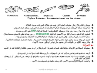 biology dr alsaqabi 2020-4
❖. ‫الخاليا‬ ‫عديدة‬ ‫الحيوانات‬ ‫خاليا‬ ‫فى‬ ‫توجد‬ ‫التى‬ ‫الخلية‬ ‫عضيات‬ ‫على‬ ‫االندوبالزم‬ ‫ويحتوى‬
❖. ‫الضوئى‬ ‫البناء‬ ‫بعملية‬ ‫تقوم‬ ‫التى‬ ‫الخضراء‬ ‫البالستيدات‬ ‫النباتية‬ ‫السوطيات‬ ‫فى‬ ‫ذلك‬ ‫الى‬ ‫اضافة‬ ‫يوجد‬ ‫كما‬
❖. ‫الكروموسومات‬ ‫على‬ DNA ‫الوراثية‬ ‫المادة‬ ‫وتحمل‬ ‫الشكل‬ ‫حويصلية‬ ‫عادة‬ ‫وهى‬ ‫واحدة‬ ‫نواة‬ ‫عادة‬ ‫توجد‬
❖‫ـالل‬‫خ‬ ‫ـددة‬‫ح‬‫ـ‬‫م‬ ‫ـام‬‫س‬‫ـ‬‫ج‬‫ـأ‬‫ك‬ ‫ـى‬‫ق‬‫ـ‬‫ب‬‫ـ‬‫ت‬ ‫ـات‬‫ي‬‫ـو‬‫ن‬ ‫ـى‬‫ه‬‫و‬ , endosomes ‫ـة‬‫ي‬‫ـ‬‫ل‬‫ـ‬‫خ‬‫ـدا‬‫ل‬‫ا‬ ‫ـام‬‫س‬‫ـ‬‫ج‬‫األ‬ ‫ـن‬‫م‬ ‫ـر‬‫ث‬‫ـ‬‫ك‬‫أ‬ ‫أو‬ ‫ـد‬‫ح‬‫وا‬ ‫ـى‬‫ل‬‫ـ‬‫ع‬ ‫ـواة‬‫ن‬‫ـ‬‫ل‬‫ا‬ ‫ـوى‬‫ت‬‫ـ‬‫ح‬‫ـ‬‫ت‬
. ‫والتريبانوسوما‬ ‫الطفيلية‬ ‫واألميبات‬ ‫النباتية‬ ‫السوطيات‬ ‫فى‬ ‫مميزة‬ ‫وهى‬ , ‫المباشر‬ ‫غير‬ ‫االنقسام‬ ‫عملية‬
❖. ‫التكاثرية‬ ‫بالوظائف‬ ‫الصغيرة‬ ‫والنواة‬ , ‫الخضرية‬ ‫بالوظائف‬ ‫الكبيرة‬ ‫النواة‬ ‫تختص‬ ‫حيث‬ ‫نواتين‬ ‫بوجود‬ ‫الهدبيات‬ ‫تتميز‬
❖. ‫األنوية‬ ‫عديدة‬ ‫تكون‬ ‫أو‬ ‫نواتين‬ ‫على‬ ‫تحتوى‬ ‫التى‬ ‫األوليات‬ ‫من‬ ‫الكثير‬ ‫يوجد‬ ‫ولكن‬
➢:‫الحركة‬
❖‫ـا‬‫ب‬‫ـ‬‫ي‬‫ـ‬‫م‬‫األ‬ ‫ـى‬‫ف‬ ‫ـا‬‫م‬‫ـ‬‫ك‬ ‫ـة‬‫ب‬‫ـاذ‬‫ك‬‫ـ‬‫ل‬‫ا‬ ‫ـدام‬‫ق‬‫ـاأل‬‫ب‬ ‫ـى‬‫م‬‫ـ‬‫س‬‫ـ‬‫ي‬ ‫ـا‬‫م‬ ‫أو‬ ‫ـى‬‫م‬‫ـالز‬‫ب‬‫ـو‬‫ت‬‫ـرو‬‫ب‬‫ـ‬‫ل‬‫ا‬ ‫ـان‬‫ي‬‫ـر‬‫س‬‫ـ‬‫ل‬‫ـا‬‫ب‬ ‫ـرك‬‫ح‬‫ـ‬‫ت‬‫ـ‬‫ت‬ ‫ـد‬‫ق‬‫ـ‬‫ف‬ ‫ـة‬‫ن‬‫ـ‬‫ي‬‫ـا‬‫ب‬‫ـ‬‫ت‬‫ـ‬‫م‬ ‫ـات‬‫ي‬‫ـ‬‫ل‬‫األو‬ ‫ـى‬‫ف‬ ‫ـة‬‫ك‬‫ـر‬‫ح‬‫ـ‬‫ل‬‫ا‬ ‫ـات‬‫ي‬‫ـ‬‫ض‬‫ـ‬‫ع‬
.
❖. (‫الهدبيات‬ ‫فى‬ ‫كما‬ ) ‫االهداب‬ ‫بواسطة‬ ‫أو‬ , ‫السوطيات‬ ‫فى‬ ‫كما‬ ‫حركتها‬ ‫فى‬ ‫األسواط‬ ‫تستخدم‬ ‫قد‬ ‫أو‬
❖‫ـا‬‫ه‬‫ـ‬‫ل‬‫ـ‬‫م‬‫ـ‬‫ح‬‫ـ‬‫ي‬ ‫أن‬ ‫أو‬ , ‫ـز‬‫ك‬‫ـ‬‫ت‬‫ـر‬‫م‬‫ـ‬‫ل‬‫ا‬ ‫ـى‬‫ل‬‫ـ‬‫ع‬ ‫ـف‬‫ح‬‫ـز‬‫ل‬‫ا‬ ‫أو‬ ‫ـزالق‬‫ن‬‫ـاال‬‫ب‬ ‫ـرك‬‫ح‬‫ـ‬‫ت‬‫ـ‬‫ت‬ ‫ـد‬‫ق‬ ‫أو‬ , ‫ـا‬‫ه‬‫ـ‬‫ب‬ ‫ـرك‬‫ح‬‫ـ‬‫ت‬‫ـ‬‫ت‬ ‫ـة‬‫ن‬‫ـ‬‫ي‬‫ـ‬‫ع‬‫ـ‬‫م‬ ‫ـات‬‫ي‬‫ـ‬‫ض‬‫ـ‬‫ع‬ ‫ـا‬‫ه‬‫ـ‬‫ل‬ ‫ـت‬‫س‬‫ـ‬‫ي‬‫ـ‬‫ل‬ ‫ـات‬‫ي‬‫ـ‬‫ل‬‫األو‬ ‫ـض‬‫ع‬‫ـ‬‫ب‬‫و‬
. ‫آلخر‬ ‫مكان‬ ‫من‬ ‫العائل‬
❖. ‫االحياء‬ ‫هذه‬ ‫تصنيف‬ ‫فى‬ ‫عليها‬ ‫يعتمد‬ ‫التى‬ ‫األسس‬ ‫من‬ ‫لألوليات‬ ‫الحركة‬ ‫وأعضاء‬
١٢
 