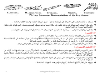 biology dr alsaqabi 2020-4
❖. ‫الكاذبة‬ ‫االقدام‬ ‫بواسطة‬ ‫الطعام‬ ‫حبيبات‬ ‫احدى‬ ‫باحتواء‬ ‫نقطة‬ ‫اى‬ ‫فى‬ ‫االميبات‬ ‫فى‬ ‫البلعمة‬ ‫تحدث‬ ‫ما‬ ‫وغالبا‬
❖‫ـان‬‫ـ‬‫ك‬‫ـ‬‫ـ‬‫م‬ ‫ـون‬‫ـ‬‫ك‬‫ـ‬‫ـ‬‫ي‬ ‫ـات‬‫ـ‬‫ي‬‫ـ‬‫ـ‬‫ط‬‫ـو‬‫ـ‬‫س‬‫ـ‬‫ـ‬‫ل‬‫ا‬ ‫ـض‬‫ـ‬‫ع‬‫ـ‬‫ـ‬‫ب‬‫و‬ ‫ـات‬‫ـ‬‫ي‬‫ـ‬‫ـ‬‫ب‬‫ـد‬‫ـ‬‫ه‬‫ـ‬‫ـ‬‫ل‬‫ا‬ ‫ـم‬‫ـ‬‫ظ‬‫ـ‬‫ـ‬‫ع‬‫ـ‬‫ـ‬‫م‬ ‫ـى‬‫ـ‬‫ف‬‫و‬ , ‫ـز‬‫ـ‬‫ي‬‫ـ‬‫ـ‬‫م‬‫ـ‬‫ـ‬‫م‬ ‫ـان‬‫ـ‬‫ك‬‫ـ‬‫ـ‬‫م‬ ‫ـى‬‫ـ‬‫ف‬ ‫ـون‬‫ـ‬‫ك‬‫ـ‬‫ـ‬‫ت‬‫ـ‬‫ـ‬‫ي‬ ‫ـت‬‫ـ‬‫ق‬‫ـؤ‬‫ـ‬‫م‬ ‫ـم‬‫ـ‬‫ف‬ ‫ـات‬‫ـ‬‫ي‬‫ـ‬‫ـ‬‫ط‬‫ـو‬‫ـ‬‫س‬‫ـ‬‫ـ‬‫ل‬‫ا‬ ‫ـض‬‫ـ‬‫ع‬‫ـ‬‫ـ‬‫ب‬‫ـ‬‫ـ‬‫ل‬ ‫ـون‬‫ـ‬‫ك‬‫ـ‬‫ـ‬‫ي‬ ‫ـد‬‫ـ‬‫ق‬‫و‬
.‫الخلوى‬ ‫الفم‬ ‫هو‬ ‫محددا‬ ‫فيها‬ ‫البلعمة‬
❖. ‫محدد‬ ‫مكان‬ ‫فى‬ ‫يوجد‬ ‫الذى‬ ‫الخلوى‬ ‫االست‬ ‫هو‬ ‫المهضوم‬ ‫غير‬ ‫الطعام‬ ‫لطرد‬ ‫مميز‬ ‫تركيب‬ ‫الهدبيات‬ ‫من‬ ‫وللكثير‬
➢:‫التنفس‬
❖. ‫الخلوى‬ ‫الغشاء‬ ‫خالل‬ ‫التنفسية‬ ‫الغازات‬ ‫بانتشار‬ ‫األوليات‬ ‫فى‬ ‫التنفس‬ ‫يتم‬
❖‫ـة‬‫ي‬‫ـ‬‫م‬‫ـ‬‫ض‬‫ـ‬‫ه‬‫ـ‬‫ل‬‫ا‬ ‫ـاة‬‫ن‬‫ـ‬‫ق‬‫ـ‬‫ل‬‫ا‬ ‫ـى‬‫ف‬ ‫ـة‬‫ل‬‫ـ‬‫ف‬‫ـ‬‫ط‬‫ـ‬‫ت‬‫ـ‬‫م‬ ‫ـش‬‫ي‬‫ـ‬‫ع‬‫ـ‬‫ت‬ ‫ـى‬‫ت‬‫ـ‬‫ل‬‫ا‬ ‫ـك‬‫ل‬‫ـ‬‫ت‬ ‫أو‬ ‫ـة‬‫ل‬‫ـ‬‫ل‬‫ـ‬‫ح‬‫ـ‬‫ت‬‫ـ‬‫م‬‫ـ‬‫ل‬‫ا‬ ‫ـة‬‫ي‬‫ـو‬‫ض‬‫ـ‬‫ع‬‫ـ‬‫ل‬‫ا‬ ‫ـواد‬‫م‬‫ـ‬‫ل‬‫ـا‬‫ب‬ ‫ـى‬‫ن‬‫ـ‬‫غ‬ ‫ـاء‬‫م‬ ‫ـى‬‫ف‬ ‫ـش‬‫ي‬‫ـ‬‫ع‬‫ـ‬‫ت‬ ‫ـى‬‫ت‬‫ـ‬‫ل‬‫ا‬ ‫ـات‬‫ي‬‫ـ‬‫ل‬‫األو‬ ‫ـض‬‫ع‬‫ـ‬‫ب‬ ‫ـن‬‫ك‬‫ـ‬‫ل‬‫و‬
. ‫الهوائيا‬ ‫تتنفس‬ ‫األكسجين‬ ‫من‬ ‫قليلة‬ ‫كمية‬ ‫به‬ ‫وسط‬ ‫فى‬ ‫توجد‬ ‫أو‬ , ‫األخرى‬ ‫للحيوانات‬
❖.‫غيابه‬ ‫فى‬ ‫الهوائيا‬ ‫تتنفس‬ ‫أن‬ ‫يمكنها‬ ‫ولكن‬ ‫األكسجين‬ ‫وجود‬ ‫فى‬ ‫هوائيا‬ ‫تتنفس‬ ‫التى‬ ‫األنواع‬ ‫بعض‬ ‫وثمة‬
➢: ‫األسموزى‬ ‫التنظيم‬
❖‫ـن‬‫م‬ ‫ـد‬‫ئ‬‫ـزا‬‫ل‬‫ا‬ ‫ـاء‬‫م‬‫ـ‬‫ل‬‫ا‬ ‫ـخ‬‫ض‬‫ـ‬‫ت‬ ‫ـث‬‫ي‬‫ـ‬‫ح‬ , ‫ـوزى‬‫م‬‫األز‬ ‫ـم‬‫ي‬‫ـ‬‫ظ‬‫ـ‬‫ن‬‫ـ‬‫ت‬‫ـ‬‫ل‬‫ا‬ ‫ـات‬‫ي‬‫ـ‬‫ض‬‫ـ‬‫ع‬‫ـ‬‫ك‬ ‫ـل‬‫م‬‫ـ‬‫ع‬‫ـ‬‫ت‬ ‫ـى‬‫ت‬‫ـ‬‫ل‬‫ا‬ ‫ـة‬‫ض‬‫ـ‬‫ب‬‫ـ‬‫ق‬‫ـ‬‫ت‬‫ـ‬‫م‬ ‫ـوات‬‫ج‬‫ـ‬‫ف‬ ‫ـود‬‫ج‬‫ـو‬‫ب‬ ‫ـات‬‫ي‬‫ـ‬‫ل‬‫األو‬ ‫ـن‬‫م‬ ‫ـر‬‫ي‬‫ـ‬‫ث‬‫ـ‬‫ك‬‫ـ‬‫ل‬‫ا‬ ‫ـز‬‫ي‬‫ـ‬‫م‬‫ـ‬‫ت‬‫ـ‬‫ت‬
‫ـرد‬‫ط‬‫ـ‬‫ل‬ ‫ـام‬‫ظ‬‫ـ‬‫ت‬‫ـ‬‫ن‬‫ـا‬‫ب‬ ‫ـض‬‫ب‬‫ـ‬‫ق‬‫ـ‬‫ن‬‫ـ‬‫ت‬ ‫ـة‬‫ض‬‫ـ‬‫ب‬‫ـ‬‫ق‬‫ـ‬‫ت‬‫ـ‬‫م‬‫ـ‬‫ل‬‫ا‬ ‫ـات‬‫غ‬‫ـرا‬‫ف‬‫ـ‬‫ل‬‫ا‬ ‫أن‬ ‫ـظ‬‫ح‬‫ـال‬‫ي‬ ‫ـك‬‫ل‬‫ـذ‬‫ل‬‫و‬ , ‫ـوى‬‫ل‬‫ـ‬‫خ‬‫ـ‬‫ل‬‫ا‬ ‫ـاء‬‫ش‬‫ـ‬‫غ‬‫ـ‬‫ل‬‫ا‬ ‫ـالل‬‫خ‬ ‫ـن‬‫م‬ ‫ـاء‬‫م‬‫ـ‬‫ل‬‫ا‬ ‫ـل‬‫خ‬‫ـد‬‫ي‬ ‫اذ‬ ‫ـالزم‬‫ب‬‫ـو‬‫ت‬‫ـي‬‫س‬‫ـ‬‫ل‬‫ا‬
. ‫بداخلها‬ ‫التى‬ ‫السوائل‬
❖‫ـن‬‫م‬ ‫ـح‬‫ل‬‫ـا‬‫م‬‫ـ‬‫ل‬‫ا‬ ‫ـاء‬‫م‬‫ـ‬‫ل‬‫ا‬ ‫ـى‬‫ف‬ ‫ـش‬‫ي‬‫ـ‬‫ع‬‫ـ‬‫ت‬ ‫ـى‬‫ت‬‫ـ‬‫ل‬‫ا‬ ‫ـواع‬‫ن‬‫األ‬ ‫ـو‬‫ل‬‫ـ‬‫خ‬‫ـ‬‫ت‬ ‫ـادة‬‫ع‬‫و‬ ‫ـة‬‫ب‬‫ـذ‬‫ع‬‫ـ‬‫ل‬‫ا‬ ‫ـاه‬‫ي‬‫ـ‬‫م‬‫ـ‬‫ل‬‫ا‬ ‫ـى‬‫ف‬ ‫ـش‬‫ي‬‫ـ‬‫ع‬‫ـ‬‫ت‬ ‫ـى‬‫ت‬‫ـ‬‫ل‬‫ا‬ ‫ـات‬‫ن‬‫ـوا‬‫ي‬‫ـ‬‫ح‬‫ـ‬‫ل‬‫ا‬ ‫ـى‬‫ف‬ ‫ـوات‬‫ج‬‫ـ‬‫ف‬‫ـ‬‫ل‬‫ا‬ ‫ـذه‬‫ه‬ ‫ـر‬‫ث‬‫ـ‬‫ك‬‫ـ‬‫ت‬‫و‬
. ‫المتقبضة‬ ‫الفجوات‬
❖. ‫المتقبضة‬ ‫الفجوات‬ ‫هذه‬ ‫من‬ (‫البوغيات‬ ) ‫المتطفلة‬ ‫األنواع‬ ‫تخلو‬ ‫عام‬ ‫وبوجه‬
١٤
 