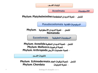 biology dr alsaqabi 2020-4
Acoelmata ‫الالسيلوميات‬
Pseudocoelomata ‫الكاذبة‬ ‫السيلوميات‬
Eucoelomata ‫الحقيقية‬ ‫السيلوميات‬
Phylum: Platyhelminthes ‫المفلطحة‬ ‫الديدان‬ ‫شعبة‬ - ‫تشمل‬
Phylum: ‫األسطوانية‬ ‫الديدان‬ ‫شعبة‬ - ‫تشمل‬
Nematoda
Phylum: Annelida ‫الحلقية‬ ‫الديدان‬ ‫شعبة‬ - ‫تشمل‬
Phylum: Mollusca ‫الرخويات‬ ‫شعبة‬ -
Phylum: Arthropoda ‫األرجل‬ ‫مفصليات‬ ‫شعبة‬ -
: ‫الفــــم‬ ‫أوليات‬
: ‫الفــــم‬ ‫ثانويات‬
Phylum: Echinodermata ‫الجلد‬ ‫شوكيات‬ ‫شعبة‬ - ‫تشمل‬
Phylum: Chordata ‫الحبليات‬ ‫شعبة‬ -
١٧
 