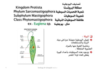 biology dr alsaqabi 2020-4
❑: ‫البيئة‬
❖‫مياه‬ ‫فى‬ ‫حرة‬ ‫معيشة‬ ‫اليوجلينا‬ ‫تعيش‬
‫والمستنقعات‬ ‫البرك‬
‫بالمواد‬ ‫منها‬ ‫الغنية‬ ‫وخاصة‬
. ‫المتحللة‬ ‫العضوية‬
❖‫كبيرة‬ ‫بأعداد‬ ‫السوطيات‬ ‫هذه‬ ‫ووجود‬
‫أخضر‬ ‫لونا‬ ‫للماء‬ ‫يعطى‬
Kingdom Protista ‫البروتستا‬ ‫مملكة‬
Phylum Sarcomastigophora ‫السوطية‬ ‫اللحميات‬ ‫شعبة‬
Subphylum Mastigophora ‫السوطيات‬ ‫شعيبة‬
Class Phytomastigophora ‫النباتية‬ ‫السوطيات‬ ‫طائفة‬
ex : Euglena sp. ‫يوجلينا‬ : ‫مثل‬
١٨
‫اليوجلينا‬ ‫تصنيف‬
 
