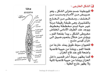 biology dr alsaqabi 2020-4
❑: ‫الخارجى‬ ‫الشكل‬
❖‫ـو‬‫ه‬‫و‬ , ‫ـل‬‫ك‬‫ـ‬‫ش‬‫ـ‬‫ل‬‫ا‬ ‫ـى‬‫ل‬‫ـز‬‫غ‬‫ـ‬‫م‬ ‫ـم‬‫س‬‫ـ‬‫ج‬ ‫ـا‬‫ن‬‫ـ‬‫ي‬‫ـ‬‫ل‬‫ـ‬‫ج‬‫ـو‬‫ي‬‫ـ‬‫ل‬‫ـ‬‫ل‬
‫ـن‬‫ـ‬‫ـ‬‫ـ‬‫ـ‬‫ـ‬‫ـ‬‫ـ‬‫ـ‬‫م‬ ‫ـب‬‫ـ‬‫ـ‬‫ـ‬‫ـ‬‫ـ‬‫ـ‬‫ـ‬‫ـ‬‫ب‬‫ـد‬‫ـ‬‫ـ‬‫ـ‬‫ـ‬‫ـ‬‫ـ‬‫ـ‬‫ـ‬‫م‬‫و‬ ‫ـام‬‫ـ‬‫ـ‬‫ـ‬‫ـ‬‫ـ‬‫ـ‬‫ـ‬‫ـ‬‫م‬‫األ‬ ‫ـن‬‫ـ‬‫ـ‬‫ـ‬‫ـ‬‫ـ‬‫ـ‬‫ـ‬‫ـ‬‫م‬ ‫ـض‬‫ـ‬‫ـ‬‫ـ‬‫ـ‬‫ـ‬‫ـ‬‫ـ‬‫ـ‬‫ي‬‫ـر‬‫ـ‬‫ـ‬‫ـ‬‫ـ‬‫ـ‬‫ـ‬‫ـ‬‫ـ‬‫ع‬
‫ـارج‬‫ـ‬‫ـ‬‫ـ‬‫ـ‬‫ـ‬‫ـ‬‫ـ‬‫خ‬‫ـ‬‫ـ‬‫ـ‬‫ـ‬‫ـ‬‫ـ‬‫ـ‬‫ـ‬‫ل‬‫ا‬ ‫ـن‬‫ـ‬‫ـ‬‫ـ‬‫ـ‬‫ـ‬‫ـ‬‫ـ‬‫م‬ ‫ـى‬‫ـ‬‫ـ‬‫ـ‬‫ـ‬‫ـ‬‫ـ‬‫ـ‬‫ط‬‫ـ‬‫ـ‬‫ـ‬‫ـ‬‫ـ‬‫ـ‬‫ـ‬‫ـ‬‫غ‬‫ـ‬‫ـ‬‫ـ‬‫ـ‬‫ـ‬‫ـ‬‫ـ‬‫ـ‬‫م‬‫و‬ , ‫ـف‬‫ـ‬‫ـ‬‫ـ‬‫ـ‬‫ـ‬‫ـ‬‫ـ‬‫ل‬‫ـ‬‫ـ‬‫ـ‬‫ـ‬‫ـ‬‫ـ‬‫ـ‬‫ـ‬‫خ‬‫ـ‬‫ـ‬‫ـ‬‫ـ‬‫ـ‬‫ـ‬‫ـ‬‫ـ‬‫ل‬‫ا‬
‫ـة‬‫ـ‬‫ـ‬‫ن‬‫ـر‬‫ـ‬‫ـ‬‫م‬ ‫ـة‬‫ـ‬‫ـ‬‫ق‬‫ـ‬‫ـ‬‫ـ‬‫ي‬‫ـ‬‫ـ‬‫ـ‬‫ق‬‫ر‬ ‫ـة‬‫ـ‬‫ـ‬‫ق‬‫ـ‬‫ـ‬‫ـ‬‫ب‬‫ـ‬‫ـ‬‫ـ‬‫ط‬ ‫ـى‬‫ـ‬‫ـ‬‫ه‬‫و‬ ,‫ـرة‬‫ـ‬‫ـ‬‫ي‬‫ـ‬‫ـ‬‫ـ‬‫ش‬‫ـ‬‫ـ‬‫ـ‬‫ق‬‫ـ‬‫ـ‬‫ـ‬‫ل‬‫ـا‬‫ـ‬‫ـ‬‫ب‬
‫ـوط‬‫ـ‬‫ـ‬‫ط‬‫ـ‬‫ـ‬‫ـ‬‫خ‬‫ـ‬‫ـ‬‫ـ‬‫ب‬ ‫ـة‬‫ـ‬‫ـ‬‫ط‬‫ـ‬‫ـ‬‫ـ‬‫ط‬‫ـ‬‫ـ‬‫ـ‬‫خ‬‫ـ‬‫ـ‬‫ـ‬‫م‬ ‫ـدو‬‫ـ‬‫ـ‬‫ب‬‫ـ‬‫ـ‬‫ـ‬‫ت‬ ‫ـة‬‫ـ‬‫ـ‬‫ي‬‫ـ‬‫ـ‬‫ـ‬‫ح‬ ‫ـر‬‫ـ‬‫ـ‬‫ي‬‫ـ‬‫ـ‬‫ـ‬‫غ‬
‫ـاض‬‫ف‬‫ـ‬‫خ‬‫ـ‬‫ن‬‫ا‬ ‫ـى‬‫م‬‫ـا‬‫م‬‫األ‬ ‫ـرف‬‫ط‬‫ـ‬‫ل‬‫ا‬ ‫ـد‬‫ن‬‫ـ‬‫ع‬ ‫ـد‬‫ج‬‫ـو‬‫ي‬‫و‬
, ‫ـم‬‫ف‬‫ـ‬‫ل‬‫ا‬ ‫ـة‬‫ح‬‫ـ‬‫ت‬‫ـ‬‫ف‬‫ـ‬‫ب‬ ‫ـدأ‬‫ب‬‫ـ‬‫ي‬ , ‫ـل‬‫ك‬‫ـ‬‫ش‬‫ـ‬‫ل‬‫ا‬ ‫ـى‬‫ط‬‫ـرو‬‫خ‬‫ـ‬‫م‬
‫ـى‬‫ـ‬‫ـ‬‫ـ‬‫ـ‬‫ل‬‫ا‬ ‫ـق‬‫ـ‬‫ـ‬‫ـ‬‫ـ‬‫ي‬‫ـ‬‫ـ‬‫ـ‬‫ـ‬‫ـ‬‫ض‬ ‫ـوم‬‫ـ‬‫ـ‬‫ـ‬‫ـ‬‫ع‬‫ـ‬‫ـ‬‫ـ‬‫ـ‬‫ـ‬‫ل‬‫ـ‬‫ـ‬‫ـ‬‫ـ‬‫ـ‬‫ب‬ ‫ـالل‬‫ـ‬‫ـ‬‫ـ‬‫ـ‬‫خ‬ ‫ـن‬‫ـ‬‫ـ‬‫ـ‬‫ـ‬‫م‬ ‫ـؤدى‬‫ـ‬‫ـ‬‫ـ‬‫ـ‬‫ي‬‫و‬
. ‫متسع‬ ‫كيسى‬ ‫خزان‬
❖‫ـن‬‫م‬ ‫ـا‬‫ج‬‫ـار‬‫خ‬ ‫ـد‬‫ت‬‫ـ‬‫م‬‫ـ‬‫ي‬ ‫ـل‬‫ي‬‫ـو‬‫ط‬ ‫ـوط‬‫س‬ ‫ـوان‬‫ي‬‫ـ‬‫ح‬‫ـ‬‫ل‬‫ـ‬‫ل‬
‫ـة‬‫ي‬‫ـد‬‫ع‬‫ـا‬‫ق‬ ‫ـة‬‫ب‬‫ـ‬‫ي‬‫ـ‬‫ب‬‫ـ‬‫ح‬ ‫ـن‬‫م‬ ‫ـأ‬‫ش‬‫ـ‬‫ن‬‫ـ‬‫ي‬‫و‬ , ‫ـم‬‫ف‬‫ـ‬‫ل‬‫ا‬ ‫ـة‬‫ح‬‫ـ‬‫ت‬‫ـ‬‫ف‬
. ‫الخزان‬ ‫قاع‬ ‫عند‬ ‫تقع‬ ‫واضحة‬
❖‫ـل‬‫ـ‬‫ـ‬‫خ‬‫دا‬ ‫ـر‬‫ـ‬‫ـ‬‫ي‬‫ـ‬‫ـ‬‫ـ‬‫ص‬‫ـ‬‫ـ‬‫ـ‬‫ق‬ ‫ـر‬‫ـ‬‫ـ‬‫خ‬‫أ‬ ‫ـوط‬‫ـ‬‫ـ‬‫س‬ ‫ـر‬‫ـ‬‫ـ‬‫ه‬‫ـ‬‫ـ‬‫ـ‬‫ظ‬‫ـ‬‫ـ‬‫ـ‬‫ي‬ ‫ـا‬‫ـ‬‫ـ‬‫م‬‫ـ‬‫ـ‬‫ـ‬‫ك‬
‫ـة‬‫ي‬‫ـ‬‫ن‬‫ـا‬‫ث‬ ‫ـة‬‫ي‬‫ـد‬‫ع‬‫ـا‬‫ق‬ ‫ـة‬‫ب‬‫ـ‬‫ي‬‫ـ‬‫ب‬‫ـ‬‫ح‬ ‫ـن‬‫م‬ ‫ـأ‬‫ش‬‫ـ‬‫ن‬‫ـ‬‫ي‬‫و‬ ‫ـزان‬‫خ‬‫ـ‬‫ل‬‫ا‬
. ‫الخلية‬ ‫خارج‬ ‫يظهر‬ ‫وال‬
١٩
 