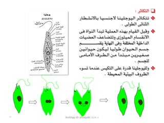 biology dr alsaqabi 2020-4٢١
❑: ‫التكاثر‬
❖‫ـار‬‫ـ‬‫ـ‬‫ط‬‫ـ‬‫ـ‬‫ـ‬‫ش‬‫ـ‬‫ـ‬‫ـ‬‫ن‬‫ـاال‬‫ـ‬‫ـ‬‫ب‬ ‫ـا‬‫ـ‬‫ـ‬‫ي‬‫ـ‬‫ـ‬‫ـ‬‫س‬‫ـ‬‫ـ‬‫ـ‬‫ن‬‫ـ‬‫ـ‬‫ـ‬‫ج‬‫ال‬ ‫ـا‬‫ـ‬‫ـ‬‫ن‬‫ـ‬‫ـ‬‫ـ‬‫ي‬‫ـ‬‫ـ‬‫ـ‬‫ل‬‫ـ‬‫ـ‬‫ـ‬‫ج‬‫ـو‬‫ـ‬‫ـ‬‫ي‬‫ـ‬‫ـ‬‫ـ‬‫ل‬‫ا‬ ‫ـر‬‫ـ‬‫ـ‬‫ث‬‫ـا‬‫ـ‬‫ـ‬‫ك‬‫ـ‬‫ـ‬‫ـ‬‫ت‬‫ـ‬‫ـ‬‫ـ‬‫ت‬
. ‫الطولى‬ ‫الثنائى‬
❖‫ـى‬‫ـ‬‫ف‬ ‫ـواة‬‫ـ‬‫ن‬‫ـ‬‫ـ‬‫ل‬‫ا‬ ‫ـدأ‬‫ـ‬‫ب‬‫ـ‬‫ـ‬‫ت‬ ‫ـة‬‫ـ‬‫ي‬‫ـ‬‫ـ‬‫ل‬‫ـ‬‫ـ‬‫م‬‫ـ‬‫ـ‬‫ع‬‫ـ‬‫ـ‬‫ل‬‫ا‬ ‫ـذه‬‫ـ‬‫ه‬‫ـ‬‫ـ‬‫ب‬ ‫ـام‬‫ـ‬‫ي‬‫ـ‬‫ـ‬‫ق‬‫ـ‬‫ـ‬‫ل‬‫ا‬ ‫ـل‬‫ـ‬‫ب‬‫ـ‬‫ـ‬‫ق‬‫و‬
‫ـات‬‫ـ‬‫ي‬‫ـ‬‫ـ‬‫ض‬‫ـ‬‫ـ‬‫ع‬‫ـ‬‫ـ‬‫ل‬‫ا‬ ‫ـف‬‫ـ‬‫ع‬‫ـا‬‫ـ‬‫ض‬‫ـ‬‫ـ‬‫ت‬‫ـ‬‫ـ‬‫ت‬‫و‬ ‫ـوزى‬‫ـ‬‫ت‬‫ـ‬‫ـ‬‫ي‬‫ـ‬‫ـ‬‫م‬‫ـ‬‫ـ‬‫ل‬‫ا‬ ‫ـام‬‫ـ‬‫س‬‫ـ‬‫ـ‬‫ق‬‫ـ‬‫ـ‬‫ن‬‫اال‬
‫ـم‬‫ـ‬‫ـ‬‫ـ‬‫ـ‬‫ـ‬‫ـ‬‫ـ‬‫ـ‬‫ـ‬‫ـ‬‫ـ‬‫ـ‬‫ـ‬‫ـ‬‫ـ‬‫ـ‬‫ـ‬‫ـ‬‫ـ‬‫ـ‬‫ـ‬‫ـ‬‫ـ‬‫ـ‬‫ـ‬‫ـ‬‫ـ‬‫ـ‬‫ـ‬‫ـ‬‫ـ‬‫ـ‬‫ـ‬‫ـ‬‫ـ‬‫ـ‬‫ـ‬‫ـ‬‫ـ‬‫ـ‬‫ـ‬‫ـ‬‫ـ‬‫ـ‬‫ـ‬‫ـ‬‫ـ‬‫ـ‬‫ـ‬‫ـ‬‫ـ‬‫ـ‬‫ـ‬‫ـ‬‫ـ‬‫ـ‬‫ـ‬‫س‬‫ينق‬ ‫النهاية‬ ‫وفى‬ ‫المختلفة‬ ‫الداخلية‬
‫ـن‬‫ـ‬‫ـ‬‫ي‬‫ـ‬‫ـ‬‫ـ‬‫ن‬‫ـوا‬‫ـ‬‫ـ‬‫ي‬‫ـ‬‫ـ‬‫ـ‬‫ح‬ ‫ـون‬‫ـ‬‫ـ‬‫ك‬‫ـ‬‫ـ‬‫ـ‬‫ي‬‫ـ‬‫ـ‬‫ـ‬‫ل‬ ‫ـا‬‫ـ‬‫ـ‬‫ي‬‫ـ‬‫ـ‬‫ـ‬‫ل‬‫ـو‬‫ـ‬‫ـ‬‫ط‬ ‫ـوان‬‫ـ‬‫ـ‬‫ي‬‫ـ‬‫ـ‬‫ـ‬‫ح‬‫ـ‬‫ـ‬‫ـ‬‫ل‬‫ا‬ ‫ـم‬‫ـ‬‫ـ‬‫س‬‫ـ‬‫ـ‬‫ـ‬‫ج‬
‫ـى‬‫ـ‬‫ـ‬‫ـ‬‫ـ‬‫م‬‫ـا‬‫ـ‬‫ـ‬‫ـ‬‫ـ‬‫م‬‫األ‬ ‫ـرف‬‫ـ‬‫ـ‬‫ـ‬‫ـ‬‫ط‬‫ـ‬‫ـ‬‫ـ‬‫ـ‬‫ـ‬‫ل‬‫ا‬ ‫ـن‬‫ـ‬‫ـ‬‫ـ‬‫ـ‬‫م‬ ‫ـدأ‬‫ـ‬‫ـ‬‫ـ‬‫ـ‬‫ت‬‫ـ‬‫ـ‬‫ـ‬‫ـ‬‫ـ‬‫ب‬‫ـ‬‫ـ‬‫ـ‬‫ـ‬‫ـ‬‫م‬ ‫ـن‬‫ـ‬‫ـ‬‫ـ‬‫ـ‬‫ي‬‫ـر‬‫ـ‬‫ـ‬‫ـ‬‫ـ‬‫ي‬‫ـ‬‫ـ‬‫ـ‬‫ـ‬‫ـ‬‫غ‬‫ـ‬‫ـ‬‫ـ‬‫ـ‬‫ـ‬‫ص‬
. ‫للجسم‬
❖‫ـوء‬‫س‬‫ـ‬‫ت‬ ‫ـا‬‫م‬‫ـد‬‫ن‬‫ـ‬‫ع‬ ‫ـس‬‫ي‬‫ـ‬‫ك‬‫ـ‬‫ت‬‫ـ‬‫ل‬‫ا‬ ‫ـى‬‫ل‬‫ـ‬‫ع‬ ‫ـدرة‬‫ق‬ ‫ـا‬‫ن‬‫ـ‬‫ي‬‫ـ‬‫ل‬‫ـ‬‫ج‬‫ـو‬‫ي‬‫ـ‬‫ل‬‫ـ‬‫ل‬‫و‬
. ‫المحيطة‬ ‫البيئية‬ ‫الظروف‬
 