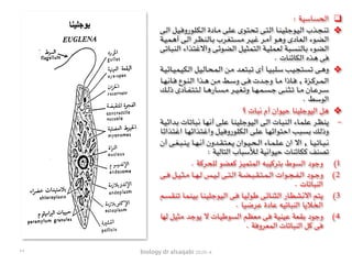 biology dr alsaqabi 2020-4
❑: ‫الحساسية‬
❖‫ـى‬‫ـ‬‫ل‬‫ا‬ ‫ـل‬‫ـ‬‫ي‬‫ـ‬‫ـ‬‫ف‬‫ـورو‬‫ـ‬‫ل‬‫ـ‬‫ـ‬‫ك‬‫ـ‬‫ـ‬‫ل‬‫ا‬ ‫ـادة‬‫ـ‬‫م‬ ‫ـى‬‫ـ‬‫ل‬‫ـ‬‫ـ‬‫ع‬ ‫ـوى‬‫ـ‬‫ت‬‫ـ‬‫ـ‬‫ح‬‫ـ‬‫ـ‬‫ت‬ ‫ـى‬‫ـ‬‫ت‬‫ـ‬‫ـ‬‫ل‬‫ا‬ ‫ـا‬‫ـ‬‫ن‬‫ـ‬‫ـ‬‫ي‬‫ـ‬‫ـ‬‫ل‬‫ـ‬‫ـ‬‫ج‬‫ـو‬‫ـ‬‫ي‬‫ـ‬‫ـ‬‫ل‬‫ا‬ ‫ـذب‬‫ـ‬‫ج‬‫ـ‬‫ـ‬‫ن‬‫ـ‬‫ـ‬‫ت‬
‫ـة‬‫ـ‬‫ي‬‫ـ‬‫ـ‬‫م‬‫ـ‬‫ـ‬‫ه‬‫أ‬ ‫ـى‬‫ـ‬‫ل‬‫ا‬ ‫ـر‬‫ـ‬‫ظ‬‫ـ‬‫ـ‬‫ن‬‫ـ‬‫ـ‬‫ل‬‫ـا‬‫ـ‬‫ب‬ ‫ـرب‬‫ـ‬‫غ‬‫ـ‬‫ـ‬‫ت‬‫ـ‬‫ـ‬‫س‬‫ـ‬‫ـ‬‫م‬ ‫ـر‬‫ـ‬‫ي‬‫ـ‬‫ـ‬‫غ‬ ‫ـر‬‫ـ‬‫م‬‫أ‬ ‫ـو‬‫ـ‬‫ه‬‫و‬ ‫ـادى‬‫ـ‬‫ع‬‫ـ‬‫ـ‬‫ل‬‫ا‬ ‫ـوء‬‫ـ‬‫ض‬‫ـ‬‫ـ‬‫ل‬‫ا‬
‫ـى‬‫ت‬‫ـا‬‫ب‬‫ـ‬‫ن‬‫ـ‬‫ل‬‫ا‬ ‫ـذاء‬‫ت‬‫ـ‬‫غ‬‫واال‬ ‫ـى‬‫ئ‬‫ـو‬‫ض‬‫ـ‬‫ل‬‫ا‬ ‫ـل‬‫ي‬‫ـ‬‫ث‬‫ـ‬‫م‬‫ـ‬‫ت‬‫ـ‬‫ل‬‫ا‬ ‫ـة‬‫ي‬‫ـ‬‫ل‬‫ـ‬‫م‬‫ـ‬‫ع‬‫ـ‬‫ل‬ ‫ـة‬‫ب‬‫ـ‬‫س‬‫ـ‬‫ن‬‫ـ‬‫ل‬‫ـا‬‫ب‬ ‫ـوء‬‫ض‬‫ـ‬‫ل‬‫ا‬
. ‫الكائنات‬ ‫هذه‬ ‫فى‬
❖‫ـة‬‫ـ‬‫ي‬‫ـ‬‫ـ‬‫ئ‬‫ـا‬‫ـ‬‫ي‬‫ـ‬‫ـ‬‫م‬‫ـ‬‫ـ‬‫ي‬‫ـ‬‫ـ‬‫ك‬‫ـ‬‫ـ‬‫ل‬‫ا‬ ‫ـل‬‫ـ‬‫ي‬‫ـ‬‫ـ‬‫ل‬‫ـا‬‫ـ‬‫ح‬‫ـ‬‫ـ‬‫م‬‫ـ‬‫ـ‬‫ل‬‫ا‬ ‫ـن‬‫ـ‬‫م‬ ‫ـد‬‫ـ‬‫ع‬‫ـ‬‫ـ‬‫ت‬‫ـ‬‫ـ‬‫ب‬‫ـ‬‫ـ‬‫ت‬ ‫أى‬ ‫ـا‬‫ـ‬‫ي‬‫ـ‬‫ـ‬‫ب‬‫ـ‬‫ـ‬‫ل‬‫ـ‬‫ـ‬‫س‬ ‫ـب‬‫ـ‬‫ي‬‫ـ‬‫ـ‬‫ج‬‫ـ‬‫ـ‬‫ت‬‫ـ‬‫ـ‬‫س‬‫ـ‬‫ـ‬‫ت‬ ‫ـى‬‫ـ‬‫ه‬‫و‬
‫ـا‬‫ـ‬‫ه‬‫ـ‬‫ـ‬‫ن‬‫ـا‬‫ـ‬‫ف‬ ‫ـوع‬‫ـ‬‫ن‬‫ـ‬‫ـ‬‫ل‬‫ا‬ ‫ـذا‬‫ـ‬‫ه‬ ‫ـن‬‫ـ‬‫م‬ ‫ـط‬‫ـ‬‫س‬‫و‬ ‫ـى‬‫ـ‬‫ف‬ ‫ـدت‬‫ـ‬‫ج‬‫و‬ ‫ـا‬‫ـ‬‫م‬ ‫ـاذا‬‫ـ‬‫ف‬ , ‫ـزة‬‫ـ‬‫ك‬‫ـر‬‫ـ‬‫م‬‫ـ‬‫ـ‬‫ل‬‫ا‬
‫ـك‬‫ـ‬‫ـ‬‫ل‬‫ذ‬ ‫ـادى‬‫ـ‬‫ـ‬‫ف‬‫ـ‬‫ـ‬‫ـ‬‫ت‬‫ـ‬‫ـ‬‫ـ‬‫ت‬‫ـ‬‫ـ‬‫ـ‬‫ل‬ ‫ـا‬‫ـ‬‫ـ‬‫ه‬‫ـار‬‫ـ‬‫ـ‬‫س‬‫ـ‬‫ـ‬‫ـ‬‫م‬ ‫ـر‬‫ـ‬‫ـ‬‫ي‬‫ـ‬‫ـ‬‫ـ‬‫غ‬‫ـ‬‫ـ‬‫ـ‬‫ت‬‫و‬ ‫ـا‬‫ـ‬‫ـ‬‫ه‬‫ـ‬‫ـ‬‫ـ‬‫م‬‫ـ‬‫ـ‬‫ـ‬‫س‬‫ـ‬‫ـ‬‫ـ‬‫ج‬ ‫ـى‬‫ـ‬‫ـ‬‫ن‬‫ـ‬‫ـ‬‫ـ‬‫ث‬‫ـ‬‫ـ‬‫ـ‬‫ت‬ ‫ـا‬‫ـ‬‫ـ‬‫م‬ ‫ـان‬‫ـ‬‫ـ‬‫ع‬‫ـر‬‫ـ‬‫ـ‬‫س‬
. ‫الوسط‬
❖‫؟‬ ‫نبات‬ ‫أم‬ ‫حيوان‬ ‫اليوجلينا‬ ‫هل‬
-‫ـة‬‫ي‬‫ـ‬‫ئ‬‫ـدا‬‫ب‬ ‫ـات‬‫ت‬‫ـا‬‫ب‬‫ـ‬‫ن‬ ‫ـا‬‫ه‬‫ـ‬‫ن‬‫أ‬ ‫ـى‬‫ل‬‫ـ‬‫ع‬ ‫ـا‬‫ن‬‫ـ‬‫ي‬‫ـ‬‫ل‬‫ـ‬‫ج‬‫ـو‬‫ي‬‫ـ‬‫ل‬‫ا‬ ‫ـى‬‫ل‬‫ا‬ ‫ـات‬‫ب‬‫ـ‬‫ن‬‫ـ‬‫ل‬‫ا‬ ‫ـاء‬‫م‬‫ـ‬‫ل‬‫ـ‬‫ع‬ ‫ـر‬‫ظ‬‫ـ‬‫ن‬‫ـ‬‫ي‬
‫ـا‬‫ئ‬‫ـذا‬‫ت‬‫ـ‬‫غ‬‫ا‬ ‫ـا‬‫ه‬‫ـ‬‫ئ‬‫ـذا‬‫ت‬‫ـ‬‫غ‬‫وا‬ ‫ـل‬‫ي‬‫ـ‬‫ف‬‫ـورو‬‫ل‬‫ـ‬‫ك‬‫ـ‬‫ل‬‫ا‬ ‫ـى‬‫ل‬‫ـ‬‫ع‬ ‫ـا‬‫ه‬‫ـ‬‫ئ‬‫ـوا‬‫ت‬‫ـ‬‫ح‬‫ا‬ ‫ـب‬‫ب‬‫ـ‬‫س‬‫ـ‬‫ب‬ ‫ـك‬‫ل‬‫وذ‬
‫أن‬ ‫ـى‬‫ـ‬‫ـ‬‫غ‬‫ـ‬‫ـ‬‫ـ‬‫ب‬‫ـ‬‫ـ‬‫ـ‬‫ن‬‫ـ‬‫ـ‬‫ـ‬‫ي‬ ‫ـا‬‫ـ‬‫ـ‬‫ه‬‫ـ‬‫ـ‬‫ـ‬‫ن‬‫أ‬ ‫ـدون‬‫ـ‬‫ـ‬‫ق‬‫ـ‬‫ـ‬‫ـ‬‫ت‬‫ـ‬‫ـ‬‫ـ‬‫ع‬‫ـ‬‫ـ‬‫ـ‬‫ي‬ ‫ـوان‬‫ـ‬‫ـ‬‫ي‬‫ـ‬‫ـ‬‫ـ‬‫ح‬‫ـ‬‫ـ‬‫ـ‬‫ل‬‫ا‬ ‫ـاء‬‫ـ‬‫ـ‬‫م‬‫ـ‬‫ـ‬‫ـ‬‫ل‬‫ـ‬‫ـ‬‫ـ‬‫ع‬ ‫ان‬ ‫اال‬ , ‫ـا‬‫ـ‬‫ـ‬‫ي‬‫ـ‬‫ـ‬‫ـ‬‫ت‬‫ـا‬‫ـ‬‫ـ‬‫ب‬‫ـ‬‫ـ‬‫ـ‬‫ن‬
: ‫التالية‬ ‫لألسباب‬ ‫حيوانية‬ ‫ككائنات‬ ‫تصنف‬
(1. ‫للحركة‬ ‫كعضو‬ ‫المتميز‬ ‫بتركيبه‬ ‫السوط‬ ‫وجود‬
(2‫ـى‬‫ـ‬‫ـ‬‫ف‬ ‫ـل‬‫ـ‬‫ـ‬‫ي‬‫ـ‬‫ـ‬‫ـ‬‫ث‬‫ـ‬‫ـ‬‫ـ‬‫م‬ ‫ـا‬‫ـ‬‫ـ‬‫ه‬‫ـ‬‫ـ‬‫ـ‬‫ل‬ ‫ـس‬‫ـ‬‫ـ‬‫ي‬‫ـ‬‫ـ‬‫ـ‬‫ل‬ ‫ـى‬‫ـ‬‫ـ‬‫ت‬‫ـ‬‫ـ‬‫ـ‬‫ل‬‫ا‬ ‫ـة‬‫ـ‬‫ـ‬‫ض‬‫ـ‬‫ـ‬‫ـ‬‫ب‬‫ـ‬‫ـ‬‫ـ‬‫ق‬‫ـ‬‫ـ‬‫ـ‬‫ت‬‫ـ‬‫ـ‬‫ـ‬‫م‬‫ـ‬‫ـ‬‫ـ‬‫ل‬‫ا‬ ‫ـوات‬‫ـ‬‫ـ‬‫ج‬‫ـ‬‫ـ‬‫ـ‬‫ف‬‫ـ‬‫ـ‬‫ـ‬‫ل‬‫ا‬ ‫ـود‬‫ـ‬‫ـ‬‫ج‬‫و‬
. ‫النباتات‬
(3‫ـم‬‫س‬‫ـ‬‫ق‬‫ـ‬‫ن‬‫ـ‬‫ت‬ ‫ـا‬‫م‬‫ـ‬‫ن‬‫ـ‬‫ي‬‫ـ‬‫ب‬ ‫ـا‬‫ن‬‫ـ‬‫ي‬‫ـ‬‫ل‬‫ـ‬‫ج‬‫ـو‬‫ي‬‫ـ‬‫ل‬‫ا‬ ‫ـى‬‫ف‬ ‫ـا‬‫ي‬‫ـ‬‫ل‬‫ـو‬‫ط‬ ‫ـى‬‫ئ‬‫ـا‬‫ن‬‫ـ‬‫ث‬‫ـ‬‫ل‬‫ا‬ ‫ـار‬‫ط‬‫ـ‬‫ش‬‫ـ‬‫ن‬‫اال‬ ‫ـم‬‫ت‬‫ـ‬‫ي‬
. ‫عرضيا‬ ‫عادة‬ ‫النباتيه‬ ‫الخاليا‬
(4‫ـها‬‫ل‬ ‫ـل‬‫ي‬‫ـ‬‫ث‬‫ـ‬‫م‬ ‫ـد‬‫ج‬‫ـو‬‫ي‬ ‫ال‬ ‫ـات‬‫ي‬‫ـ‬‫ط‬‫ـو‬‫س‬‫ـ‬‫ل‬‫ا‬ ‫ـم‬‫ظ‬‫ـ‬‫ع‬‫ـ‬‫م‬ ‫ـى‬‫ف‬ ‫ـة‬‫ي‬‫ـ‬‫ن‬‫ـ‬‫ي‬‫ـ‬‫ع‬ ‫ـة‬‫ع‬‫ـ‬‫ق‬‫ـ‬‫ب‬ ‫ـود‬‫ج‬‫و‬
. ‫المعروفة‬ ‫النباتات‬ ‫كل‬ ‫فى‬
٢٢
 